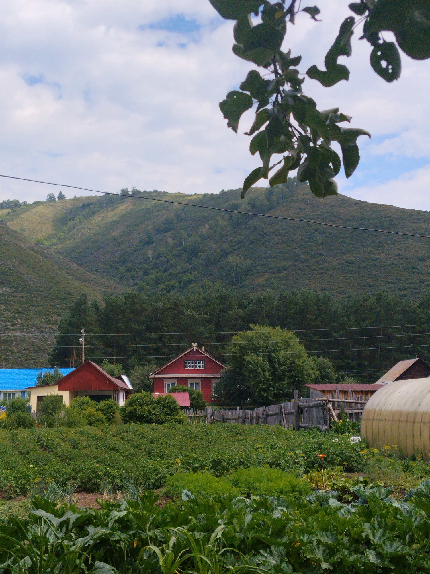 A rural scene unfolds in Красный Партизан, Russia, beneath a partially cloudy sky. In the foreground, a lush garden bursts with green foliage, featuring rows of crops and the large, textured leaves of zucchini plants. A single orange flower stands out amongst the greenery. Beyond the garden, a weathered wooden fence separates the cultivated area from a collection of buildings.
To the left, a house with a bright blue roof is partially visible, adjacent to a structure with a red roof. Further to the right, a prominent red house with white-framed windows and a decorative gable stands. Another building, possibly a shed, with a red roof is situated behind it. A large, translucent greenhouse or tunnel is positioned to the far right.
In the middle ground, a dense line of dark green trees forms a backdrop to the buildings. Behind the trees, a green, hilly mountainside rises, its slopes dotted with scattered trees and lighter vegetation. A power line stretches across the scene, supported by a utility pole. A cluster of dark green leaves from a tree branch hangs into the upper portion of the frame, partially obscuring the sky and the mountain.