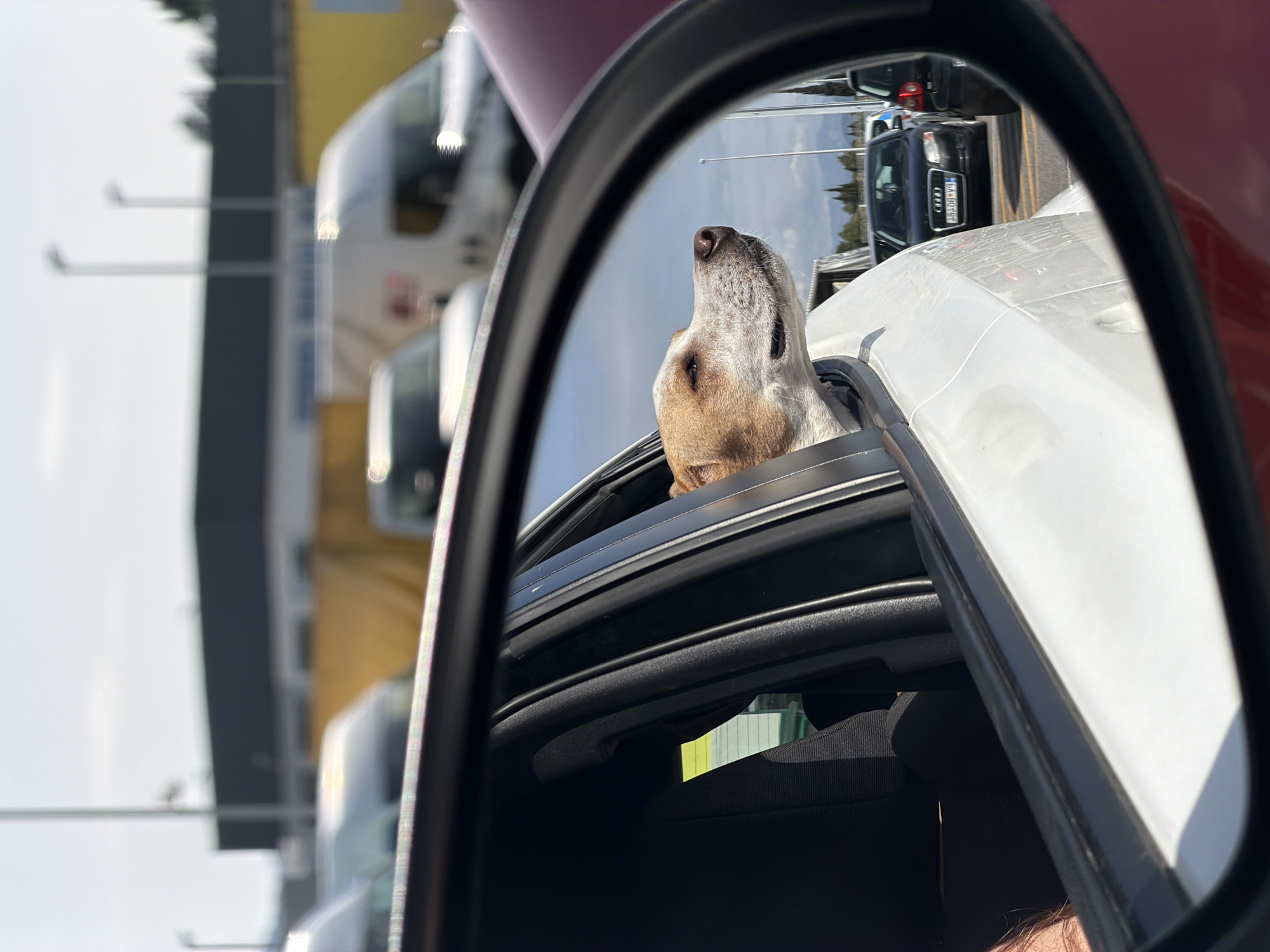A dog is looking out of a car window in a parking lot. The reflection of the car mirror obscures part of the dog and the surrounding scene. Other cars, including an Audi with the license plate "AA-BO192," are visible in the background. A building is also in the background, partially obscured. The scene appears to be in Donja Cijevna, Montenegro, as indicated in the prompt.