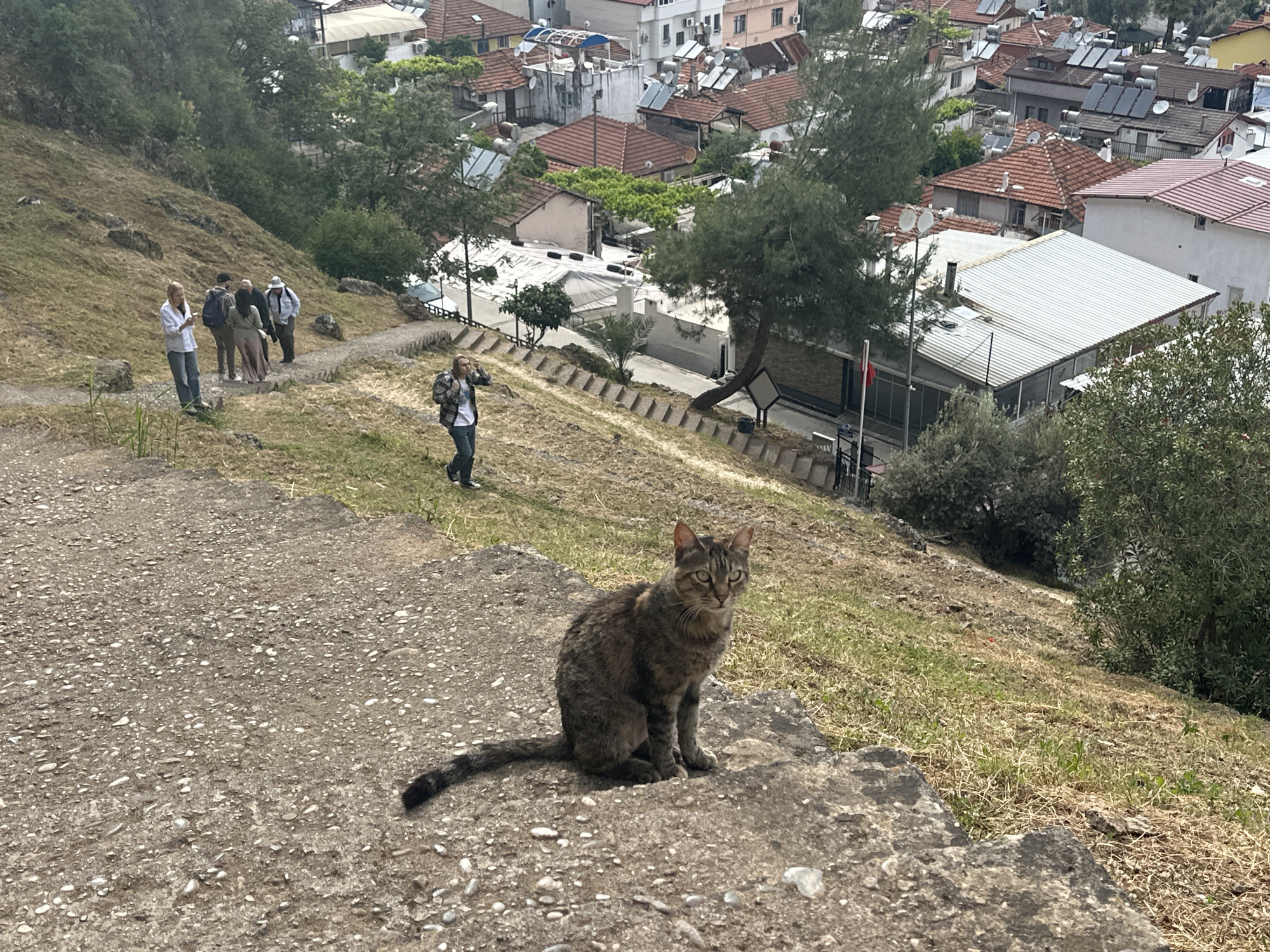 The image shows a gray tabby cat sitting on a stone step overlooking a hillside in Fethiye, Turkey. Behind the cat, a sloped grassy area leads towards a walking path where several people are seen. One person appears to be taking a photo. Beyond the path, buildings with red-tiled roofs are visible, indicating an urban area situated within a hilly landscape. The overall setting suggests a residential neighborhood on a hillside in a Mediterranean town.