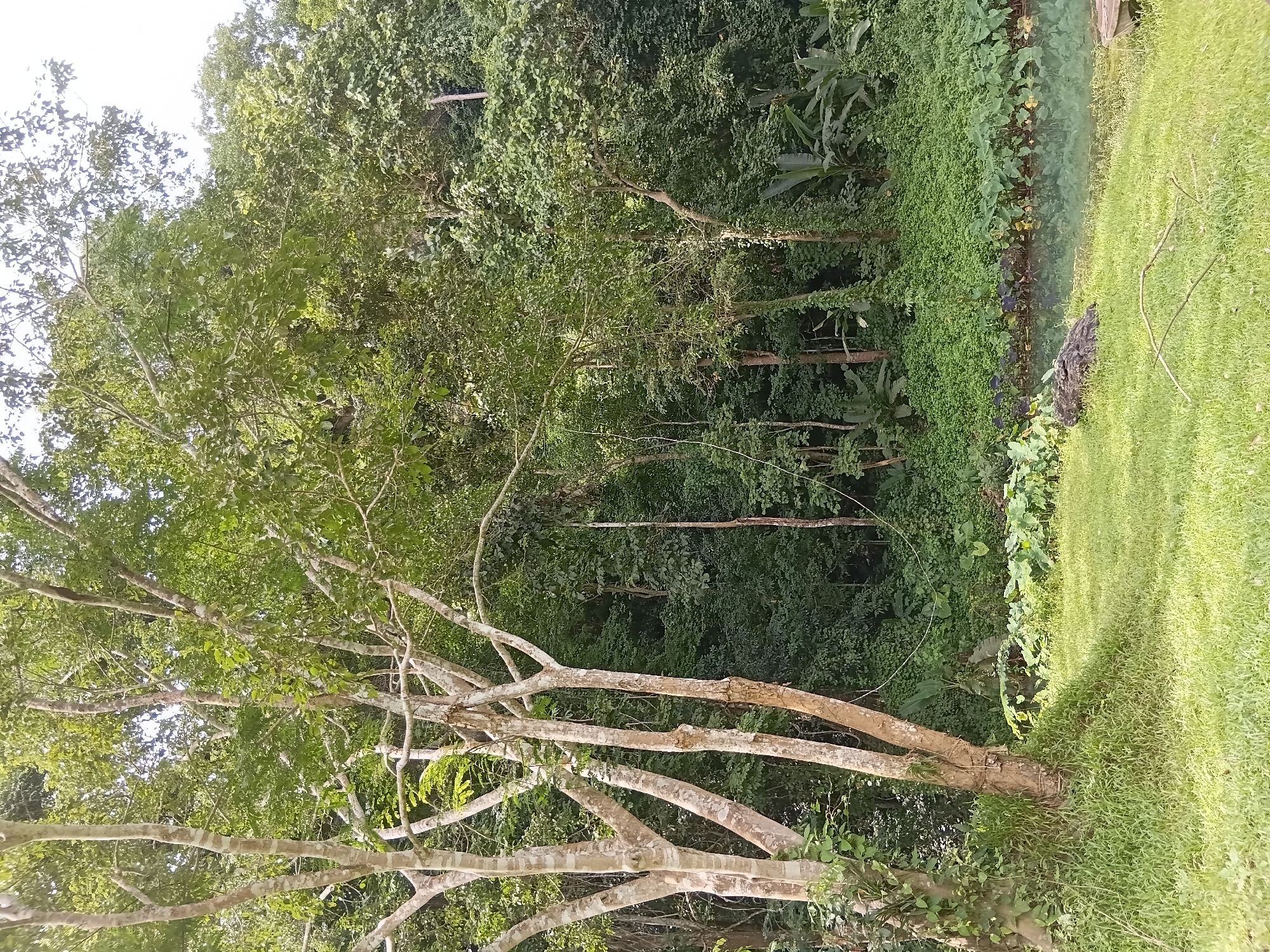 The image depicts a lush, verdant natural environment, likely a park or a secluded area, in the Mae Sai District of Thailand. The foreground features a well-maintained grassy lawn, with a few scattered twigs. To the right, a body of calm, reflective water is visible, bordered by an abundance of green foliage and large-leafed plants. In the mid-ground, a dark, irregular-shaped object rests on the grassy bank near the water's edge, possibly a log or a large rock. Behind the water and vegetation, a dense forest rises steeply, characterized by a thick canopy of trees and undergrowth. The trees in the mid-ground exhibit light-colored bark, some with vines or smaller plants growing on them. The overall scene conveys a sense of tranquility and natural beauty, with no humans or animals prominently featured, aside from the ambiguous object by the water. The lighting suggests it is daytime, with diffused light filtering through the foliage.