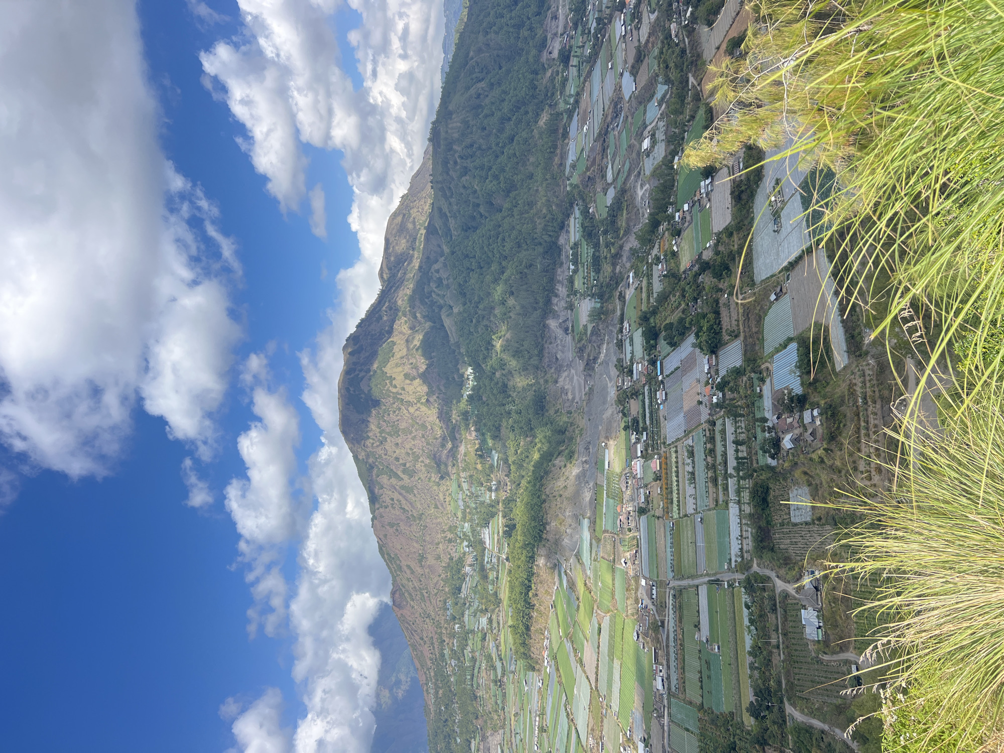 This is a high-angle, eye-level, full shot of a mountainous landscape in Kintamani, Indonesia, under a partly cloudy blue sky. In the foreground, tall, dry grasses with some thin stalks of flowers are in focus. The midground shows a valley filled with agricultural fields, some covered with white plastic sheeting, others appearing to be planted with crops. Scattered throughout the fields are numerous small, residential buildings. The background is dominated by a large, barren mountain with patches of green vegetation on its slopes. The overall scene depicts a rural, agrarian environment with a prominent natural geological feature.