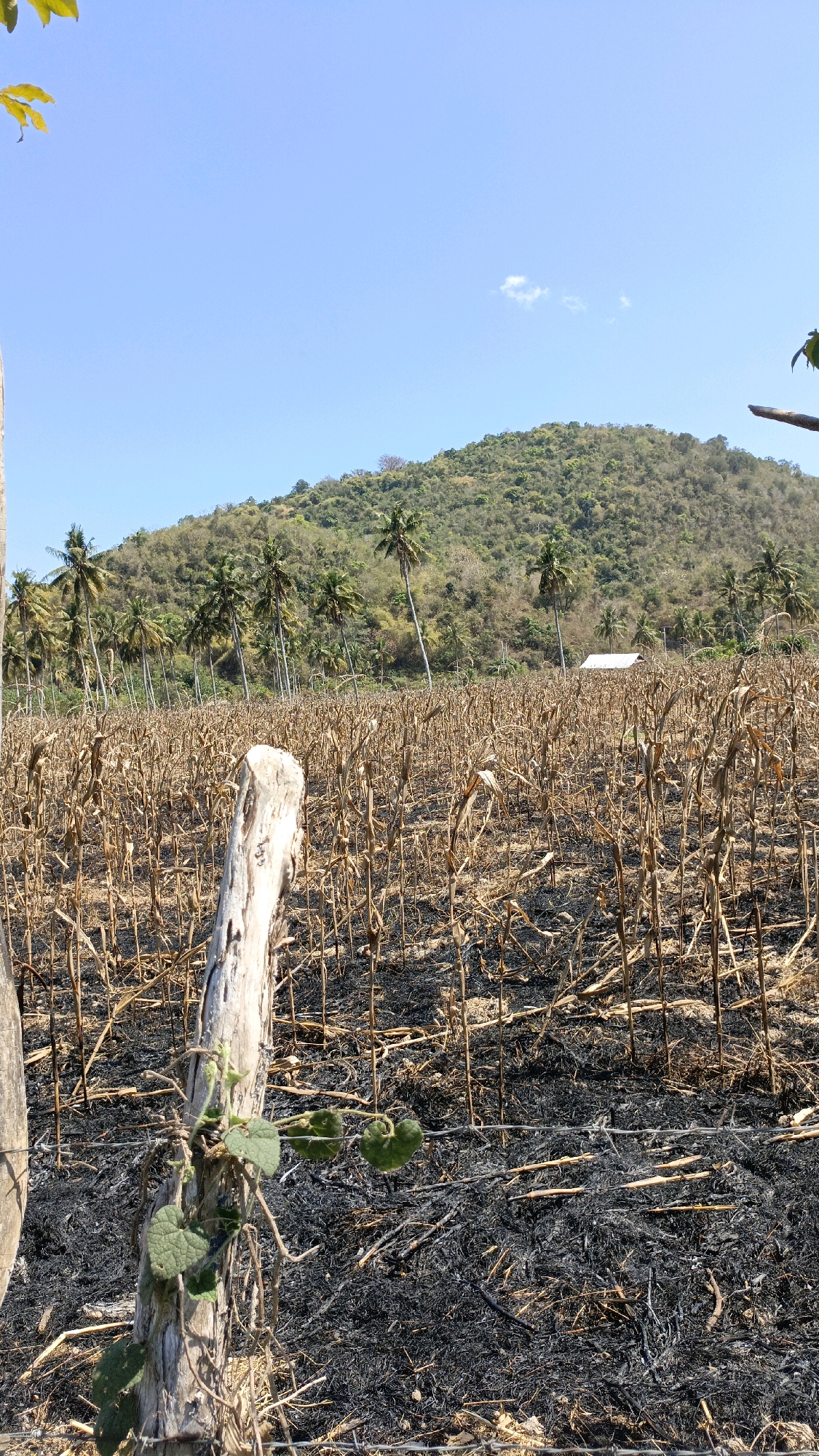 This is a photograph of a dry cornfield in Desa Lamunga, Indonesia. The corn stalks are brittle and brown, indicating a lack of water or a recent harvest. The ground is covered in ash and debris, suggesting that the field may have been burned. In the background, a lush green hill rises, dotted with palm trees. A small white building is visible near the treeline. The sky is a clear blue with a few wispy clouds. In the foreground, a wooden fence post stands, with a vine and green leaves growing on it. The overall impression is one of a rural landscape in a tropical region, with signs of both agricultural activity and natural beauty.