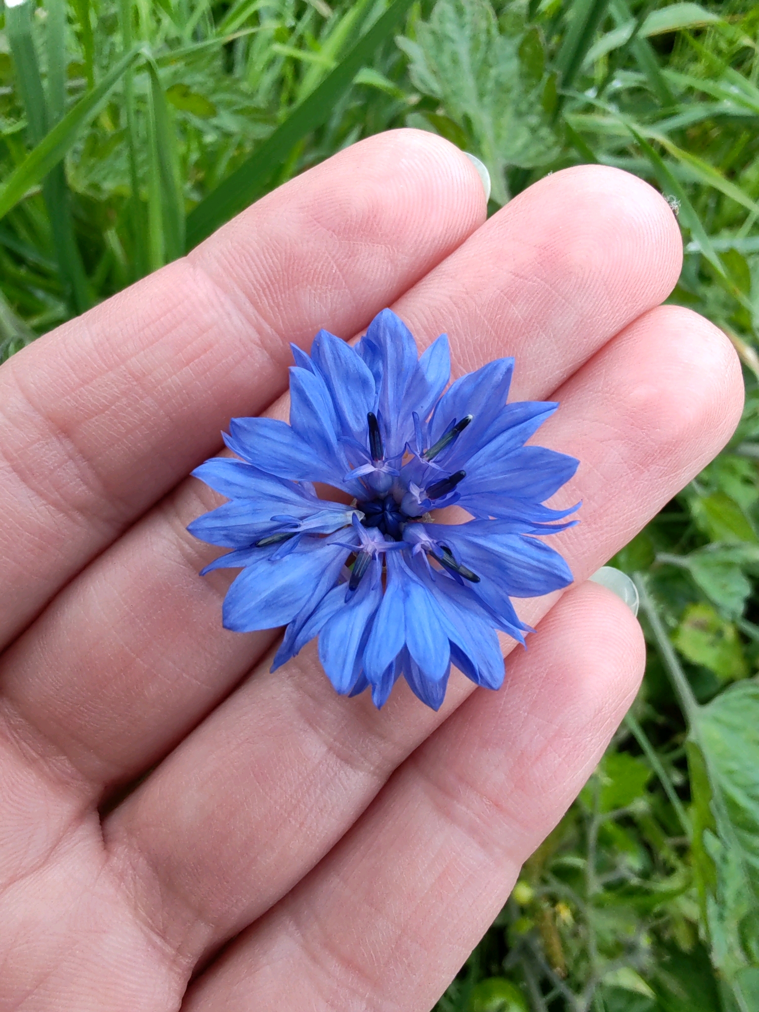 A close-up shot shows a person's hand holding a bright blue cornflower against a backdrop of blurred green grass. The cornflower, positioned in the palm of the hand, is the central subject. The hand is pale-skinned with visible fingerprints and a faint green fingernail is visible on the index finger. The background is out of focus, with blades of grass and some leaves suggesting an outdoor, natural setting. The overall impression is one of a delicate flower being presented or examined.