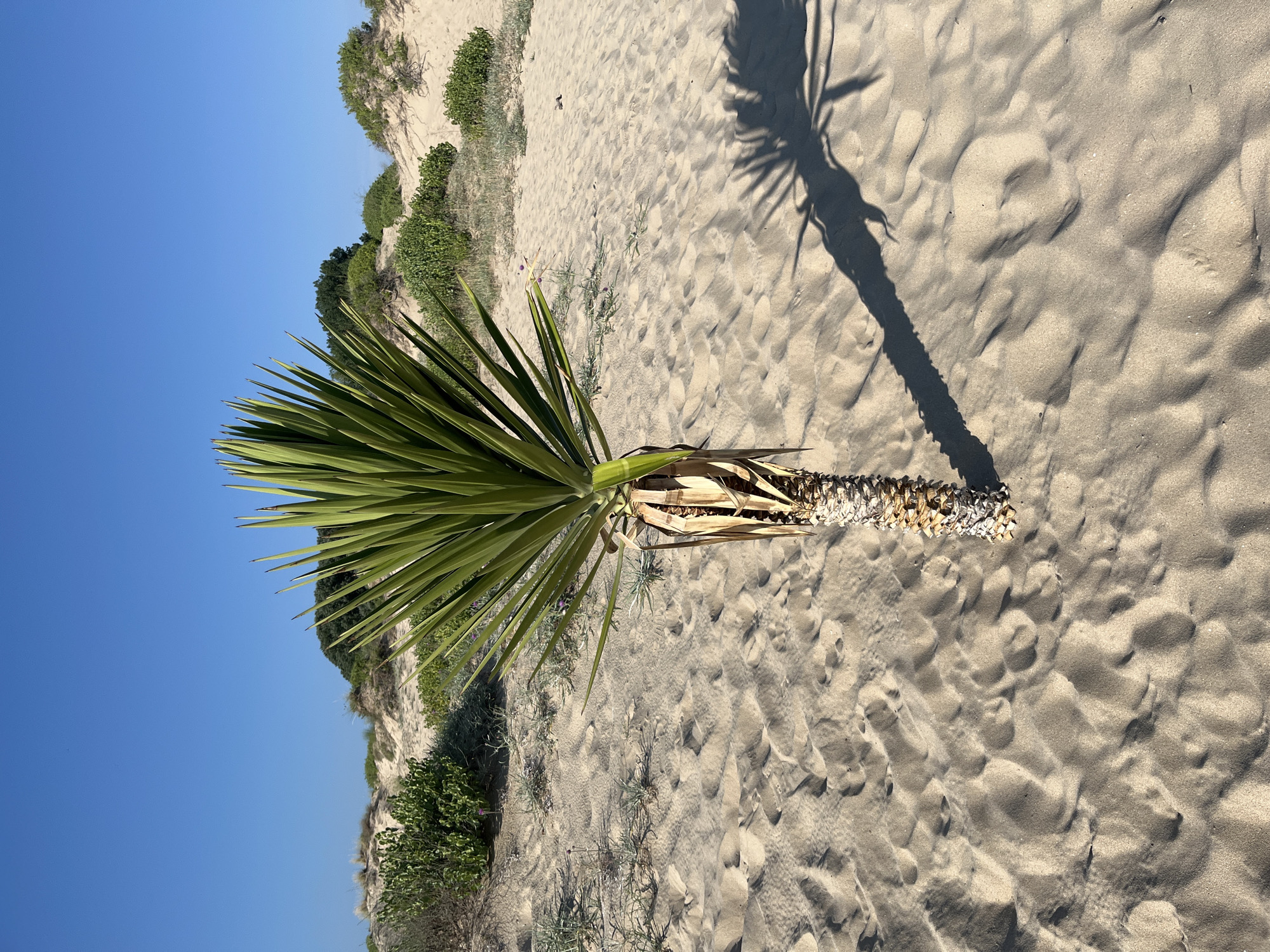 A lone yucca plant stands in the sandy landscape of Nesebar, Bulgaria. The plant has a thick, textured trunk and a crown of sharp, green leaves. The ground around it is covered in fine, pale sand, marked with subtle undulations and footprints, suggesting a well-traveled area. In the background, sand dunes rise, topped with sparse green shrubs and a few scattered trees against a clear, bright blue sky. The sun casts a long, distinct shadow of the yucca plant onto the sand to the right. The overall scene is one of a sunny, natural environment, likely a coastal dune area.