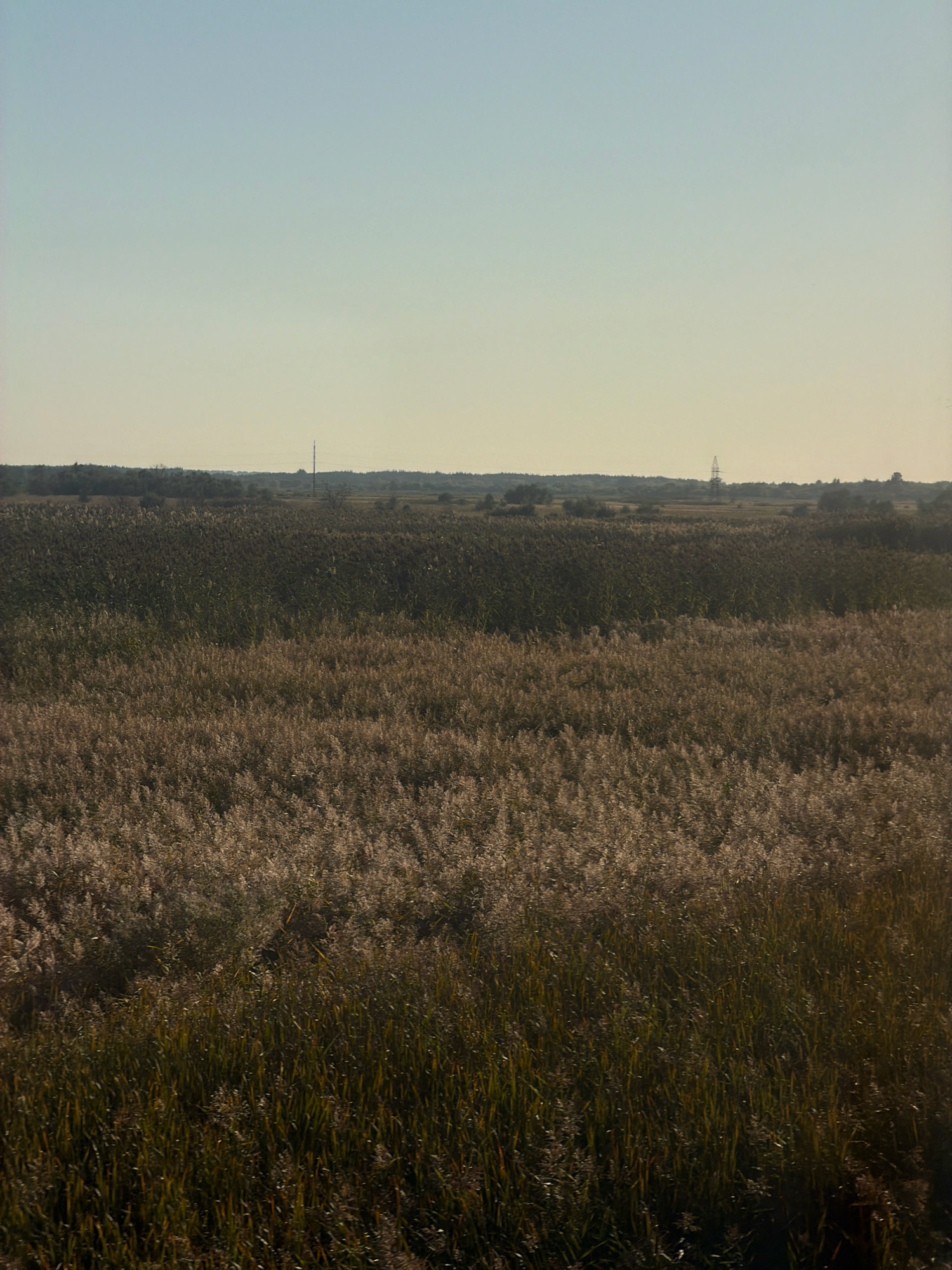 A wide shot captures a rural landscape in Il'men', Russia, dominated by a vast field of tall, dry grass and reeds. The field is divided into two distinct sections by color and texture: the foreground and midground are filled with light brown, feathery reeds, while the background consists of darker, denser reeds and scattered trees. In the far distance, a low, hazy treeline stretches across the horizon, punctuated by two tall structures: a thin, spindly tower on the left, and a more robust, lattice-like transmission tower on the right. The sky above is a pale, clear blue, transitioning to a lighter hue near the horizon. The overall impression is one of a serene, undeveloped natural setting.
