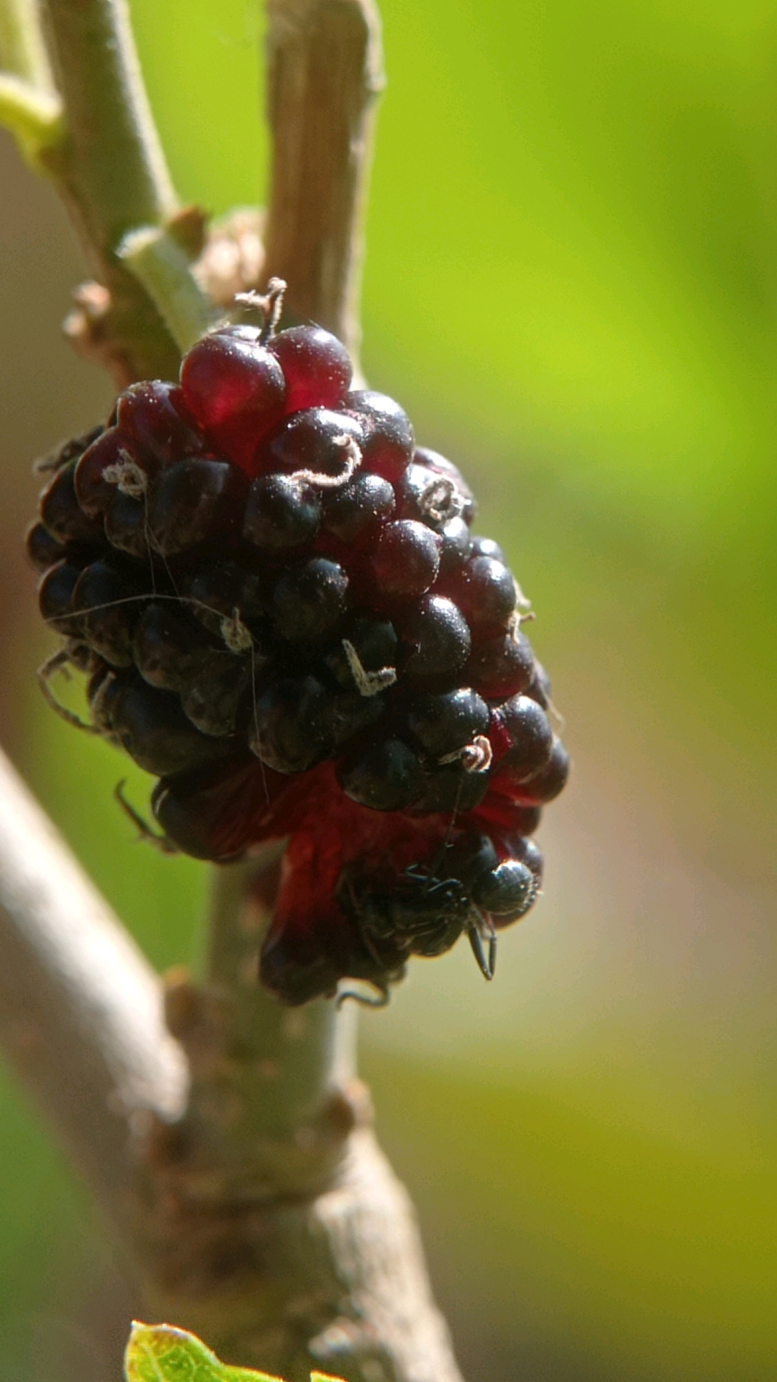 This is a close-up, vertical, eye-level shot of a single, ripe mulberry hanging from a thin branch. The mulberry is a deep, dark purple, almost black, with some lighter red areas visible where the individual drupelets meet. It is plump and appears slightly wrinkled. Fine, white, hair-like strands are visible, clinging to the surface of the fruit. The branch is slender and woody, with a lighter brown bark. The background is a soft, out-of-focus blur of bright green, suggesting foliage or a sunlit environment. The lighting is strong, casting highlights on the mulberry and creating a shallow depth of field. The overall impression is one of natural beauty and ripeness.
The image was captured in Batu, Indonesia. The scene is a natural outdoor environment, likely a garden or a wild area with mulberry bushes. There are no people or animals visible in the frame. The focus is entirely on the single fruit and its immediate surroundings. The image is crisp and detailed, highlighting the texture and color of the mulberry.