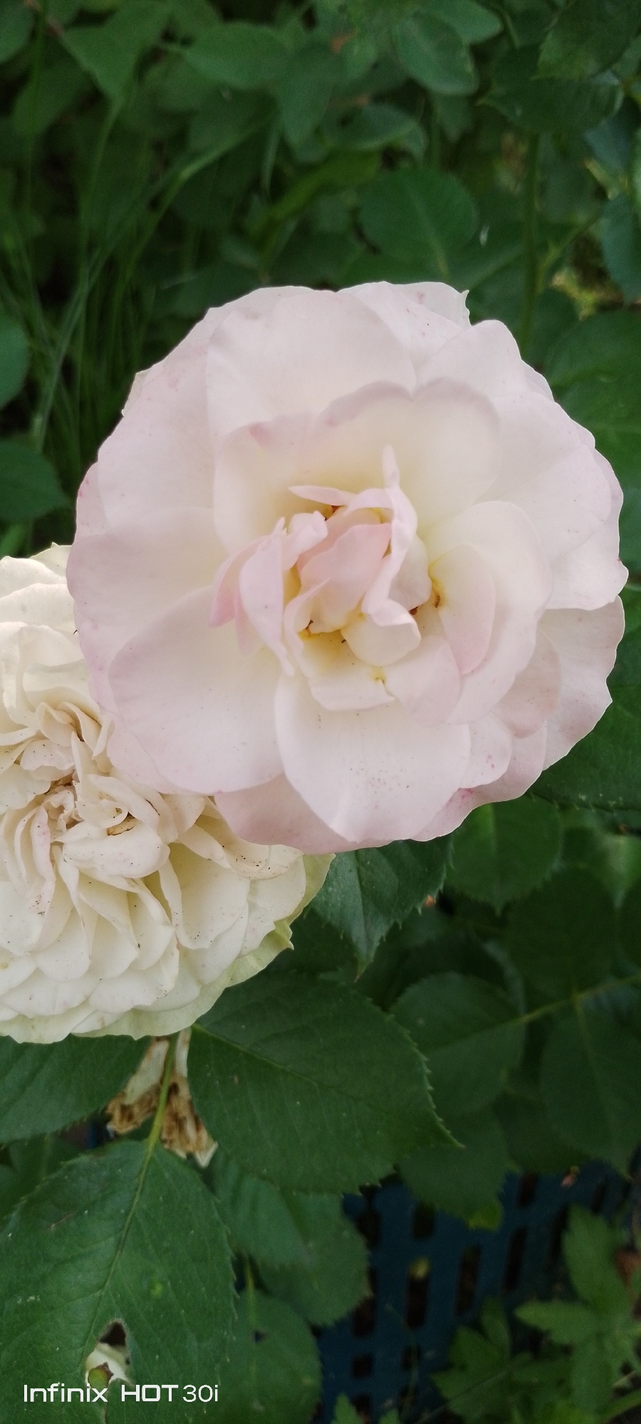 A close-up, vertical, eye-level shot showcases two light-pink and white roses in the foreground. The rose on the right is in full bloom, with its petals unfurling to reveal a complex center. The rose on the left is slightly out of focus and appears to be a lighter shade of white, with visible textures and some browning on its lower petals. Both roses are surrounded by dark green foliage, with some leaves showing a lighter green hue and brown spots. The background is a blur of dark green leaves, with some hints of a darker, out-of-focus object, possibly a dark grid or lattice, visible at the bottom right. The bottom left corner of the image displays the text "Infinix HOT 30i" in white font. The scene appears to be an outdoor garden or park setting.
