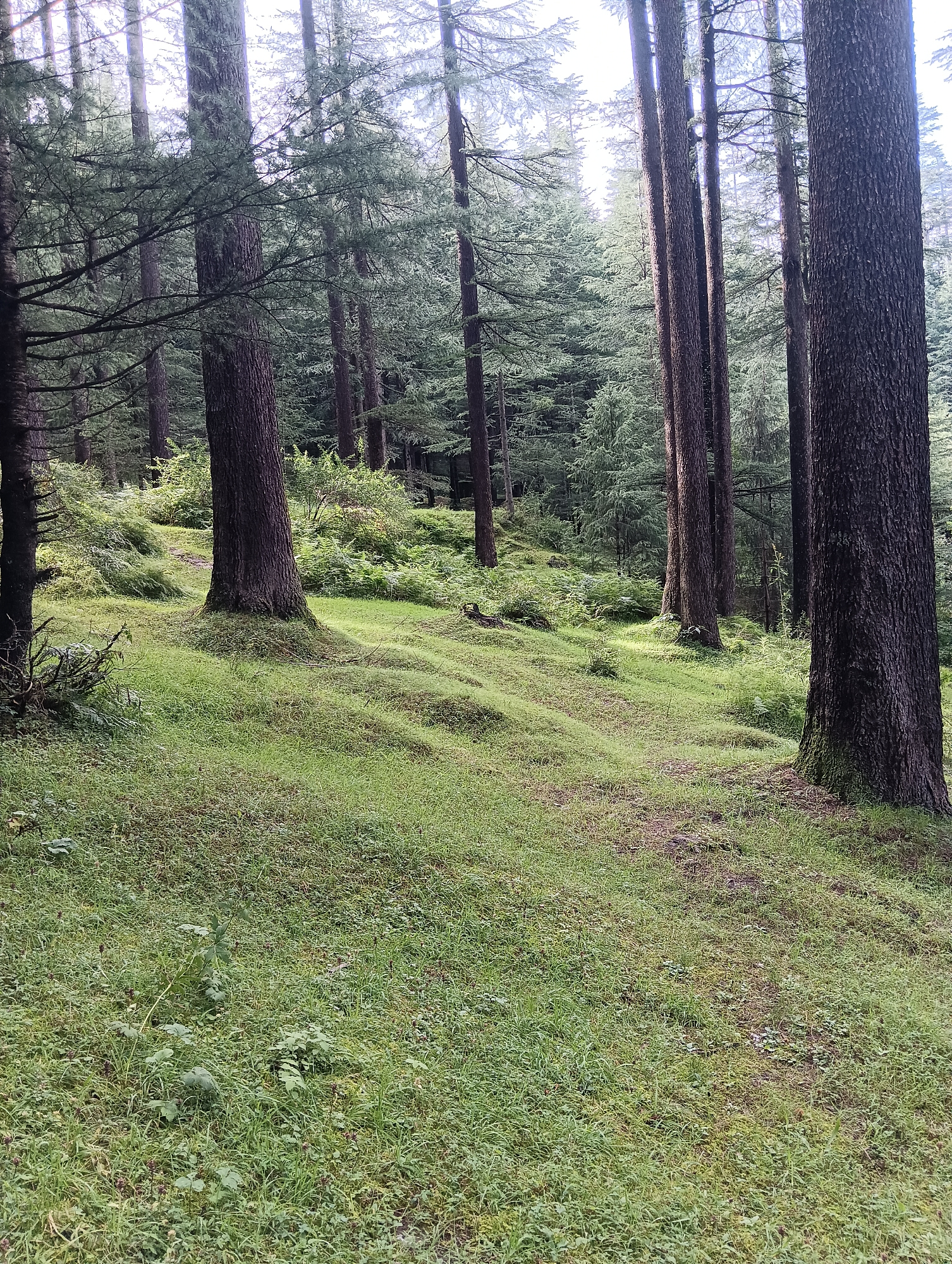 The image depicts a lush green forest floor covered in grass, ferns, and scattered small plants. Tall pine trees with rough, dark bark dominate the scene, their branches extending upwards and outwards. The sunlight filters through the canopy, casting dappled shadows on the ground, creating a peaceful and natural ambiance. The terrain is gently sloping, with undulating mounds of grass. In the background, more dense coniferous forest can be seen. The image appears to be taken in the region of Manali, India, a popular hill station known for its dense forests and scenic beauty. There are no people or animals visible in the image.