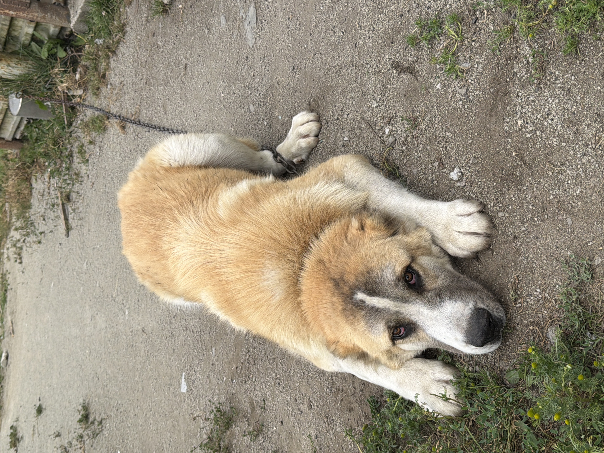 A tan and white Central Asian Shepherd Dog is lying on a gravel path, its head resting on its paws and looking towards the camera. The dog is wearing a metal chain collar around its neck. The background shows a chain fence, some overgrown grass, and a metal bucket. The ground is made of loose gravel and dirt with scattered small stones and weeds. The image appears to be taken outdoors in a residential or semi-rural area.