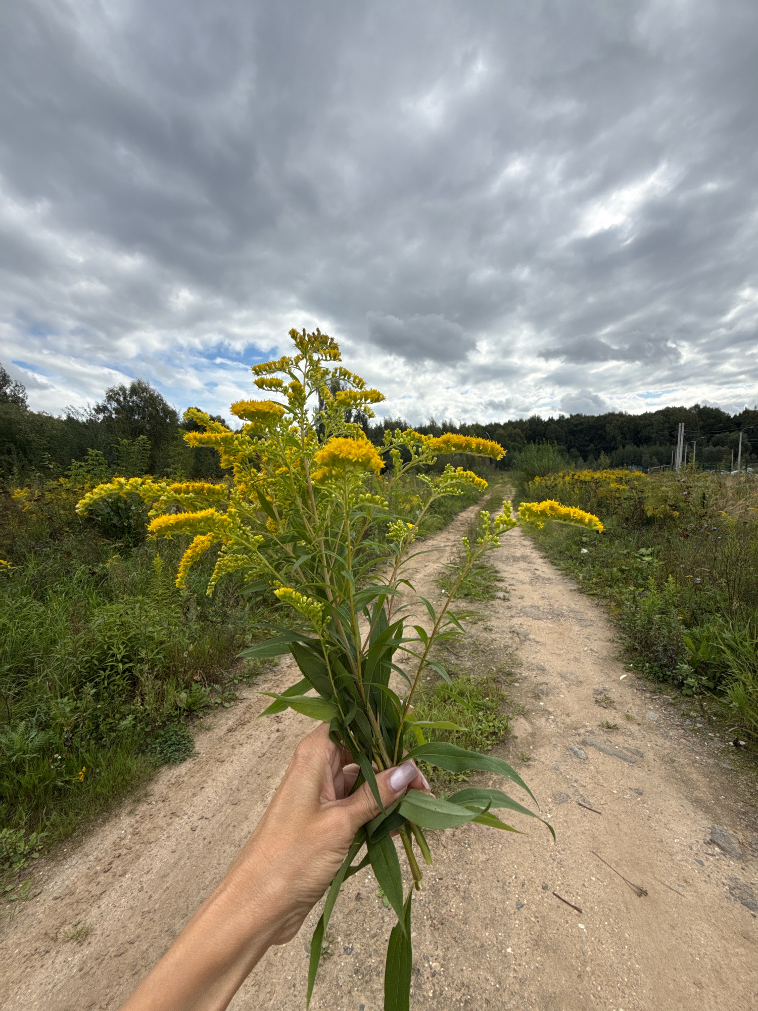A person's hand, with light skin and a light pink manicure, holds a bouquet of yellow wildflowers. The wildflowers are tall with clusters of small yellow blossoms and long green leaves. The hand is positioned in the foreground on the right side of the image.
The background depicts a dirt road that curves away into the distance, flanked by tall green grass and other wildflowers. Trees form a dark line along the horizon. The sky is overcast with dark, dramatic clouds, suggesting an impending storm or recent rain. The overall setting appears to be rural, possibly a field or meadow near a wooded area. The location is identified as Rusanovo, Russia.