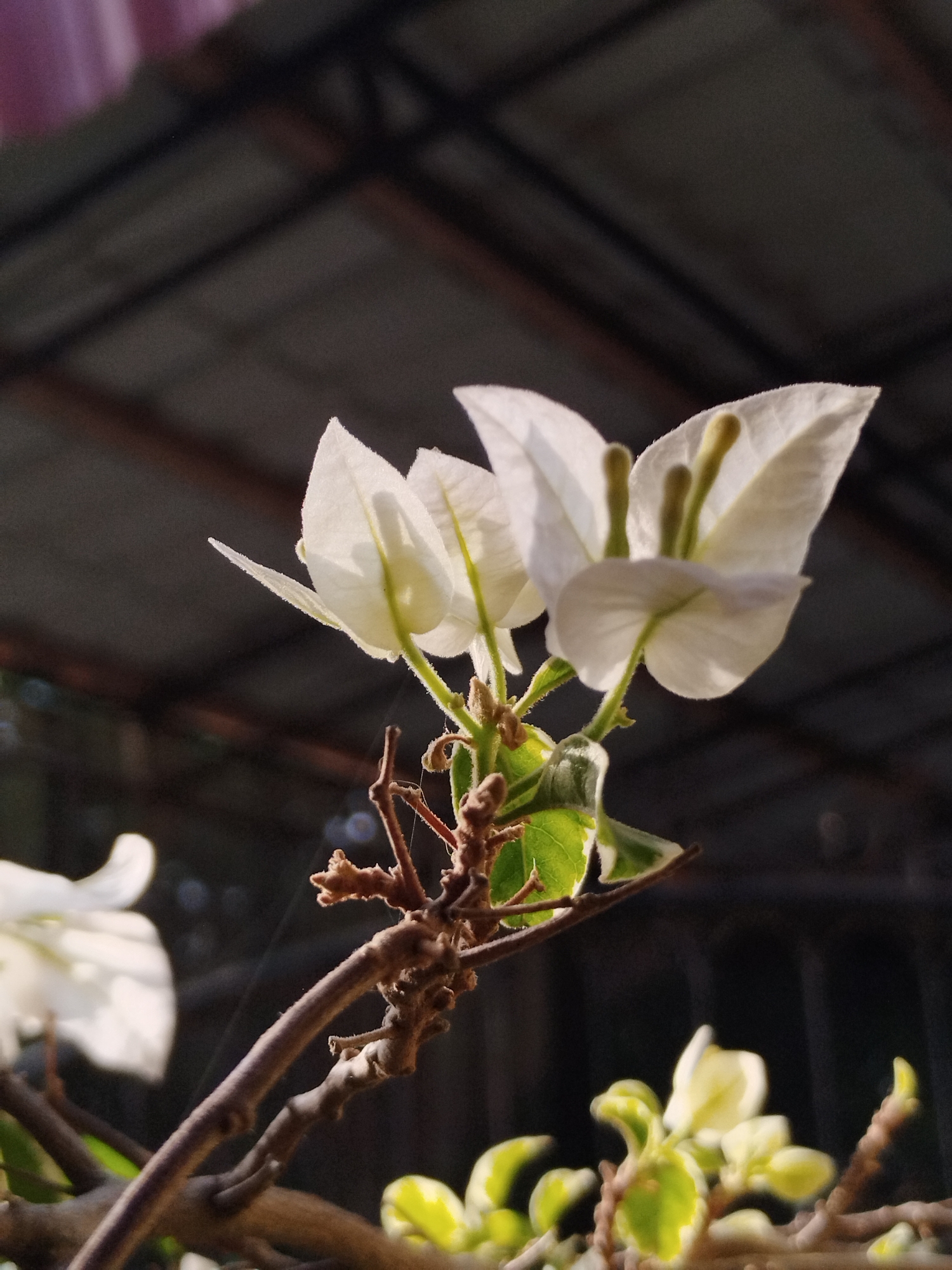 A low-angle, close-up shot reveals white bougainvillea flowers in Lhokseumawe, Indonesia. Three flowers, in focus, are clustered together on a brown, branching stem. Behind the flowers, partially visible, are additional blooms and variegated green and yellow leaves. The background is blurred, showing a dark, corrugated metal structure suggestive of a roof or awning. Natural light illuminates the scene, casting shadows and highlights on the petals and foliage.
