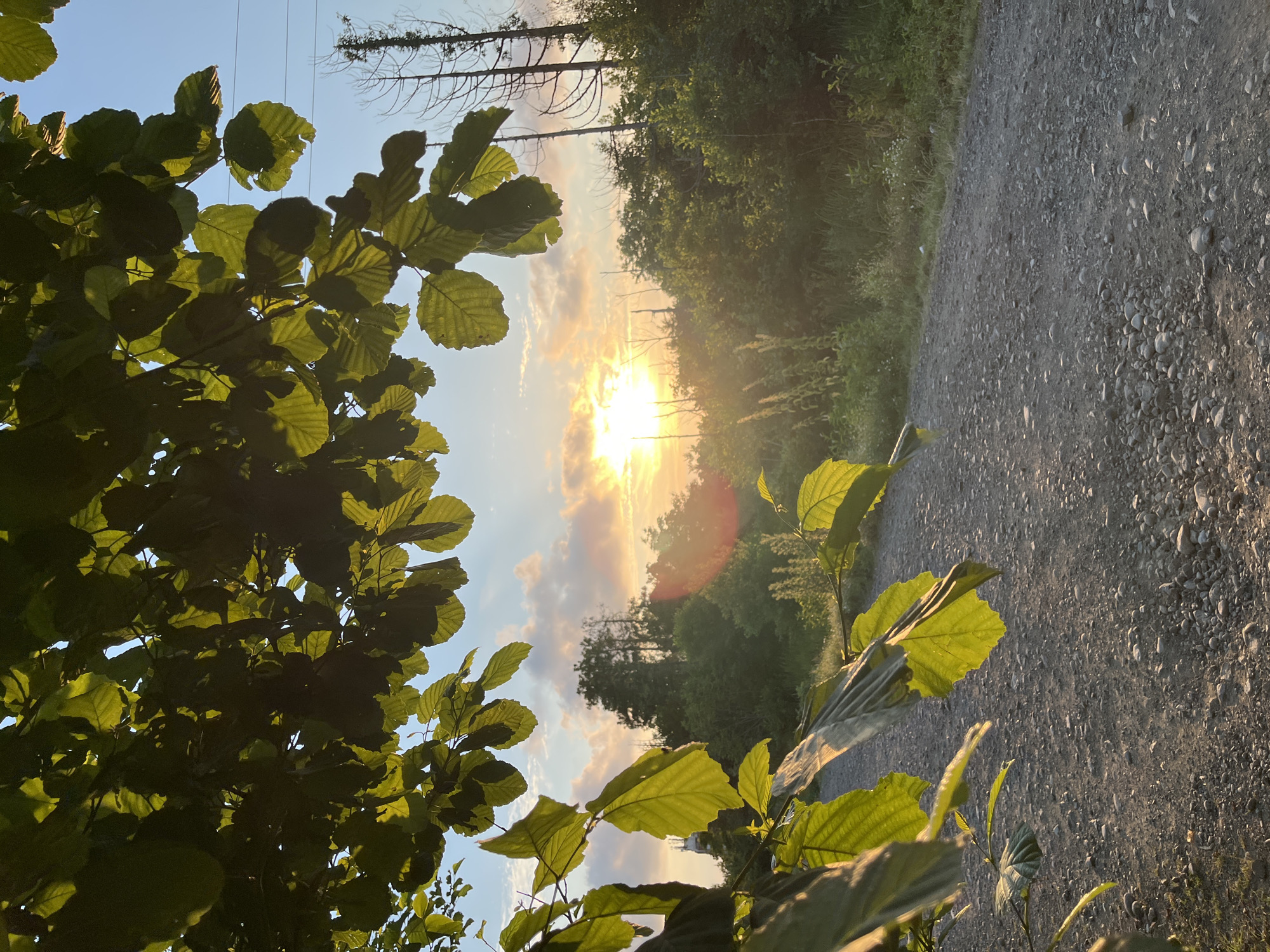A dirt road winds through a forest in Ureki, Georgia. The sun is setting, casting a warm glow over the scene. Trees and bushes line the road, and in the distance, a few dead trees stand tall. The sky is filled with colorful clouds, and the sun is peeking through, creating a beautiful sunset. In the foreground, there are branches with green leaves hanging down, partially obscuring the view of the road and the forest. The overall atmosphere is peaceful and serene.