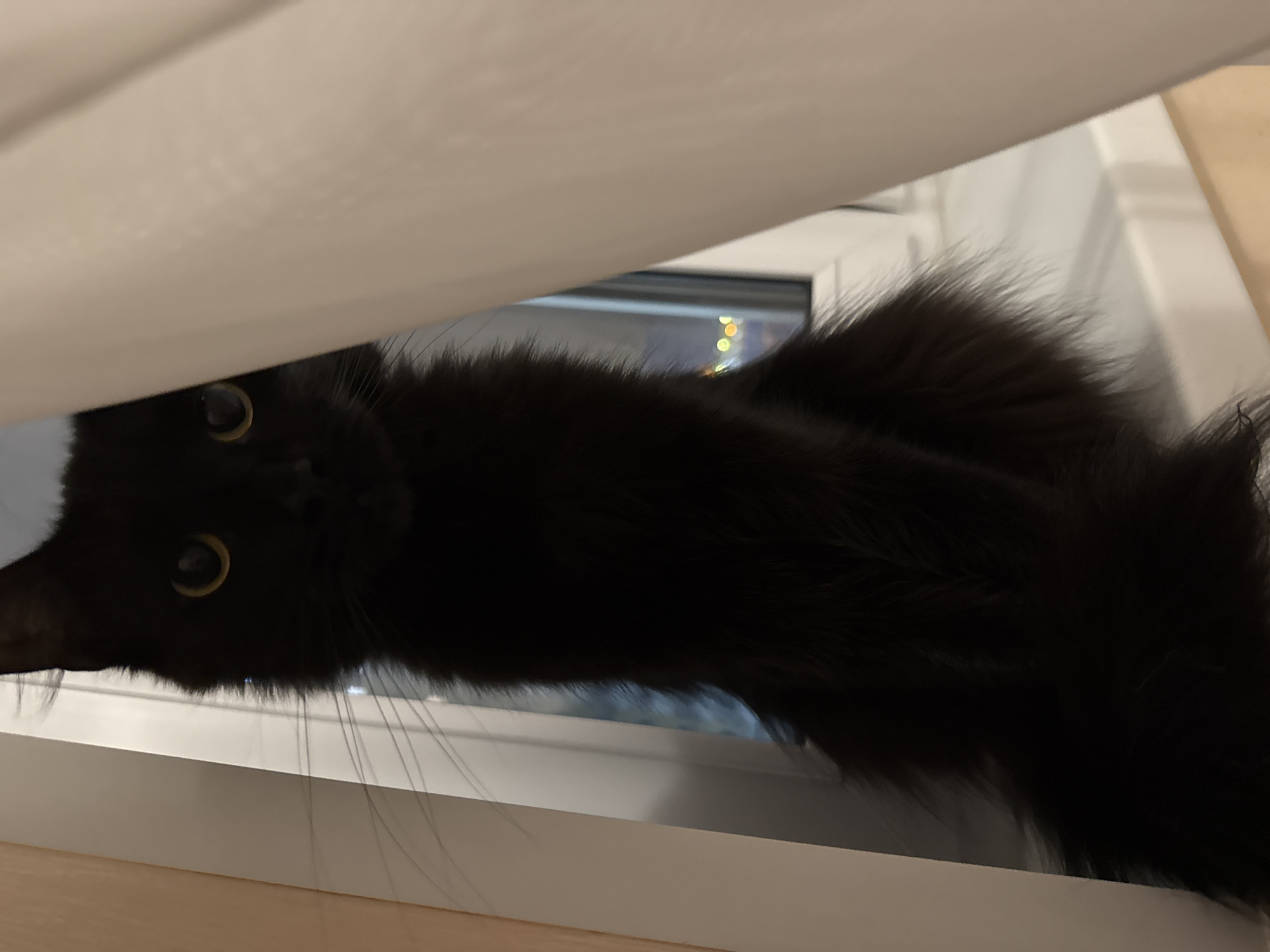 An image captures a curious black cat peeking from behind a white curtain or blind, looking out a window. The cat's head is inverted relative to the top of the frame, suggesting it is looking up from below the window sill, possibly resting its head. Its bright yellow eyes, with dark pupils, are prominent and appear alert or inquisitive. Long, black whiskers are visible on the left side of its face. The cat's fur appears thick and soft, characteristic of a long-haired black cat.
Outside the window, in the background, out-of-focus lights suggest an urban environment at evening or night, visible as blurry bokeh circles. The interior setting features a white window frame and what appears to be a light-colored wooden surface, possibly a window sill or floor, at the bottom of the frame. The white curtain or blind spans across the top portion of the image, partially obscuring the view but allowing the cat to peer out from beneath it. No text is visible in the image. The scene is set in an indoor environment, with the provided context indicating the location is Tobolsk, Russia.
