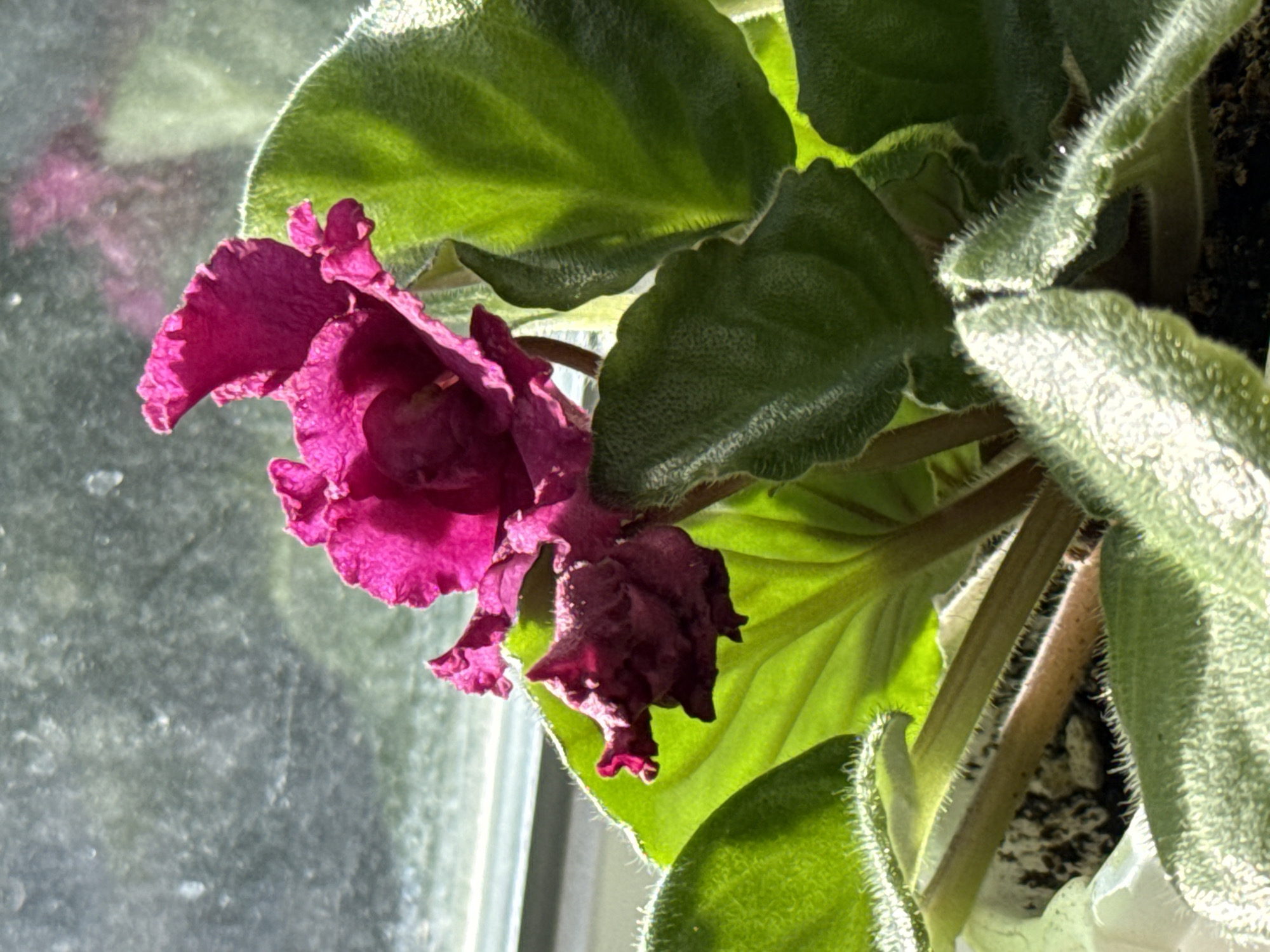 The image shows a close-up of a fuchsia African violet plant with lush green leaves and vibrant pink flowers. The plant is positioned near a window, with sunlight streaming through, illuminating the fuzzy texture of the leaves and casting shadows. The background is a blurred windowpane with some light streaks and faint reflections. One flower is in full bloom, displaying delicate, ruffled petals, while another appears slightly wilted or older. The leaves are a deep green, with prominent veins and soft, white hairs along their edges and surfaces. The overall impression is one of natural beauty and tranquility, possibly captured in a home environment given the presence of the window. The time of day is suggested to be daytime due to the bright sunlight. No people, text, or specific location cues are visible beyond the domestic setting implied by the window.