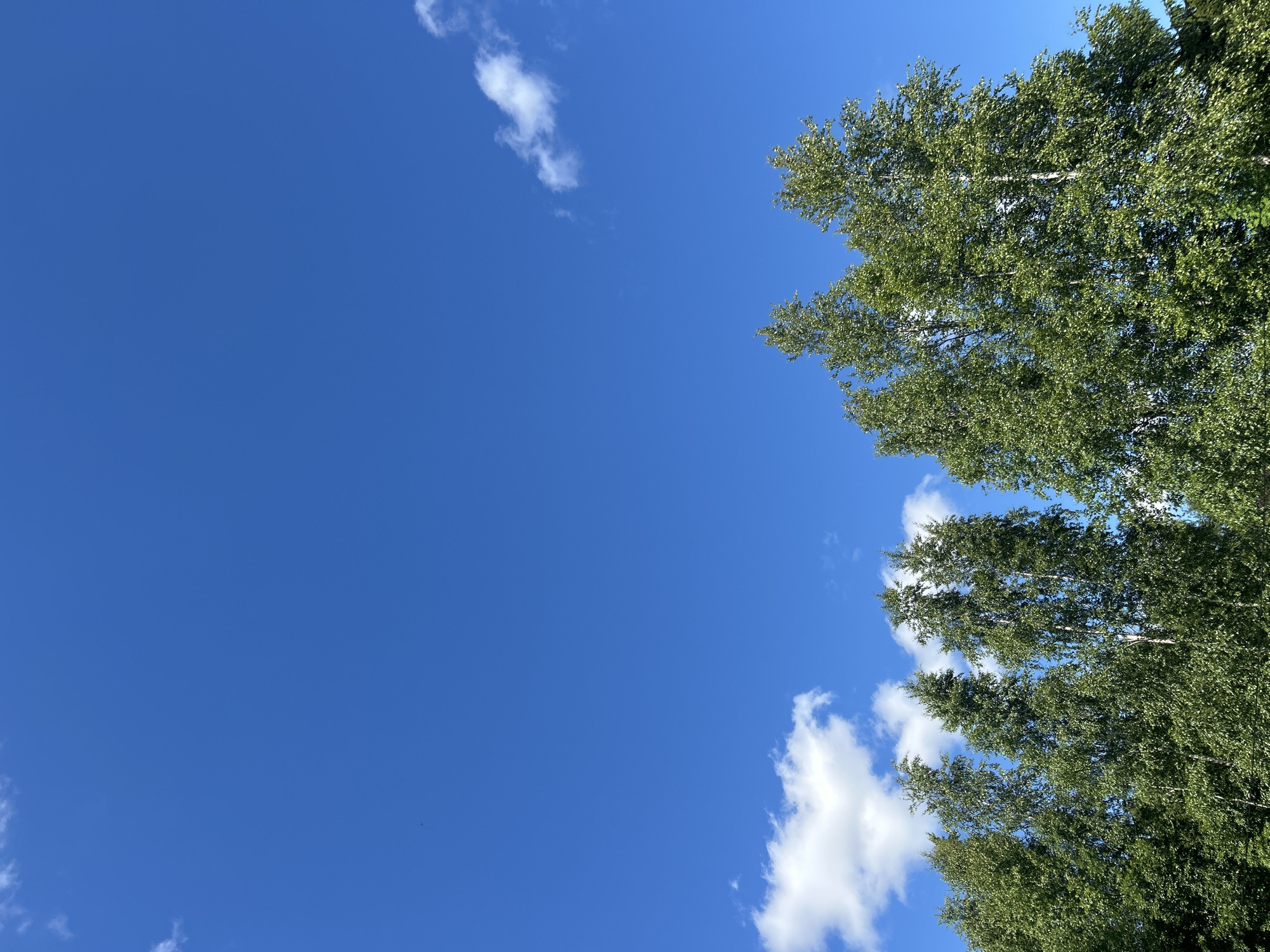 The image depicts a clear, vibrant blue sky with scattered white clouds, dominating the upper portion of the frame. Along the bottom, a dense line of lush green trees forms a horizon. The trees are tall and appear to be deciduous, with full canopies of leaves. The sunlight suggests a bright, daytime scene. The image is consistent with a view from an open area, possibly a park or a clearing, in Novozhilovo, Russia, given the natural setting of trees and sky. No people or specific man-made objects are visible in the foreground or clearly discernible in the background.