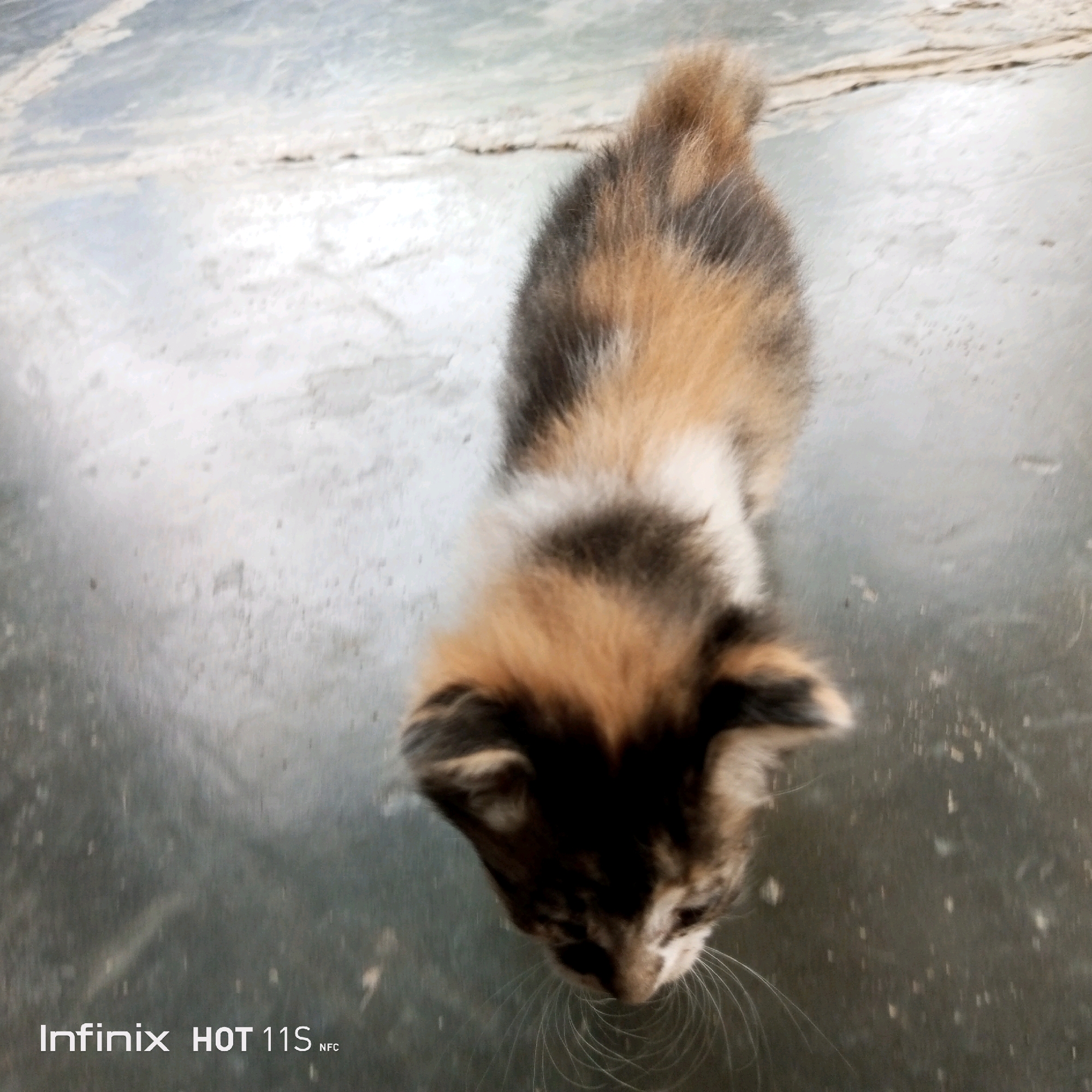 An overhead, slightly blurry shot shows a calico kitten on a textured, grey surface. The kitten is facing downwards and slightly away from the camera, with its head tilted. Its fur exhibits a mix of black, brown, and orange patches. The surface appears to be an outdoor patio or walkway, with faint lines suggesting cracks or paving stones. The bottom left corner of the image displays the text "Infinix HOT 11S NFC" which indicates the device used to capture the photograph, not a location in Sukaslamet, Indonesia.