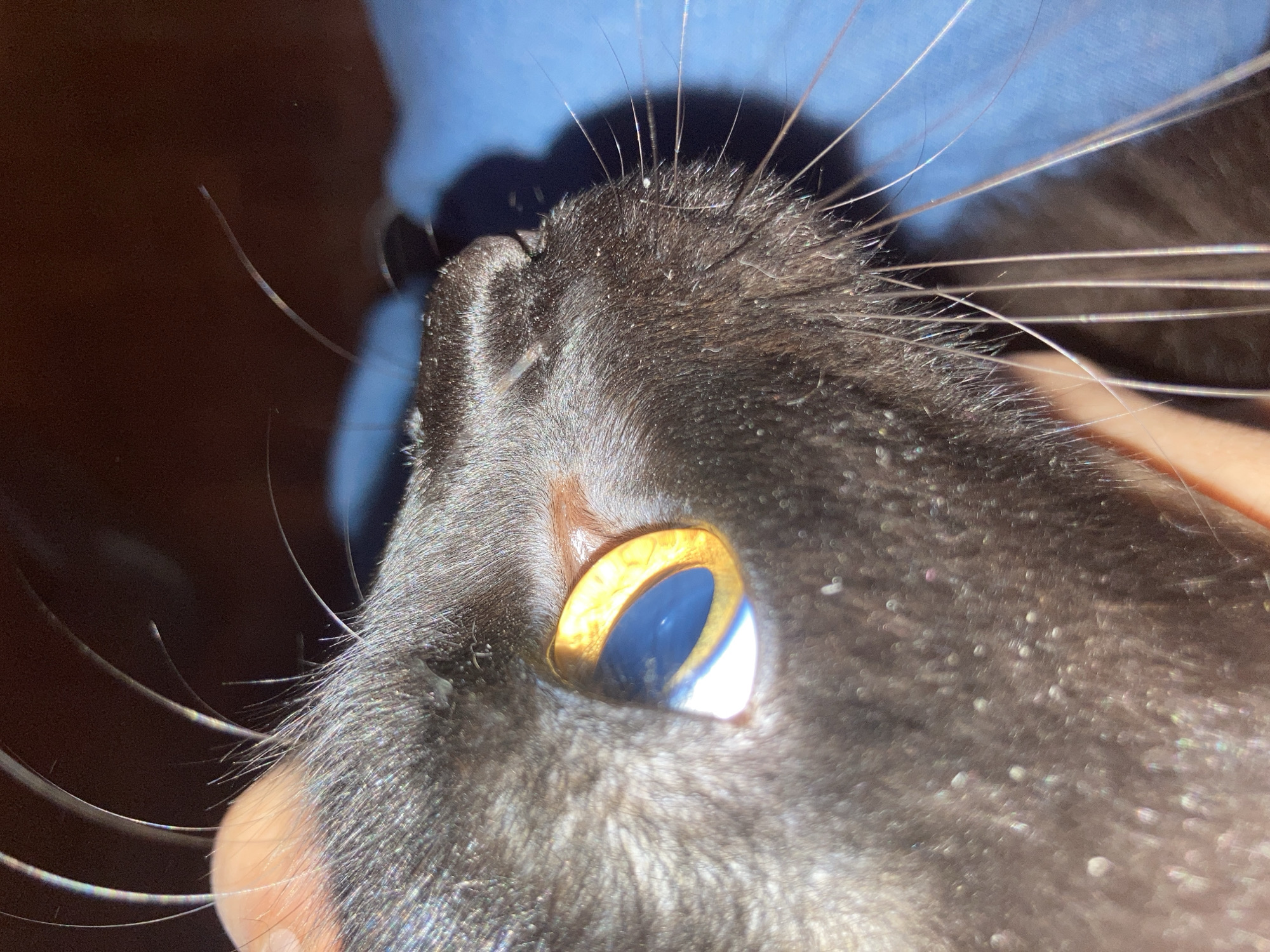 A close-up, angled view of a black cat's face is shown. The cat has golden irises with blue and white reflections, surrounded by black fur. The cat has long, thin whiskers. Some of the fur appears to have small white flecks. A human hand is holding the cat's head, visible on the bottom left. A blue fabric is blurred in the background. The location and city are not identifiable from the image.