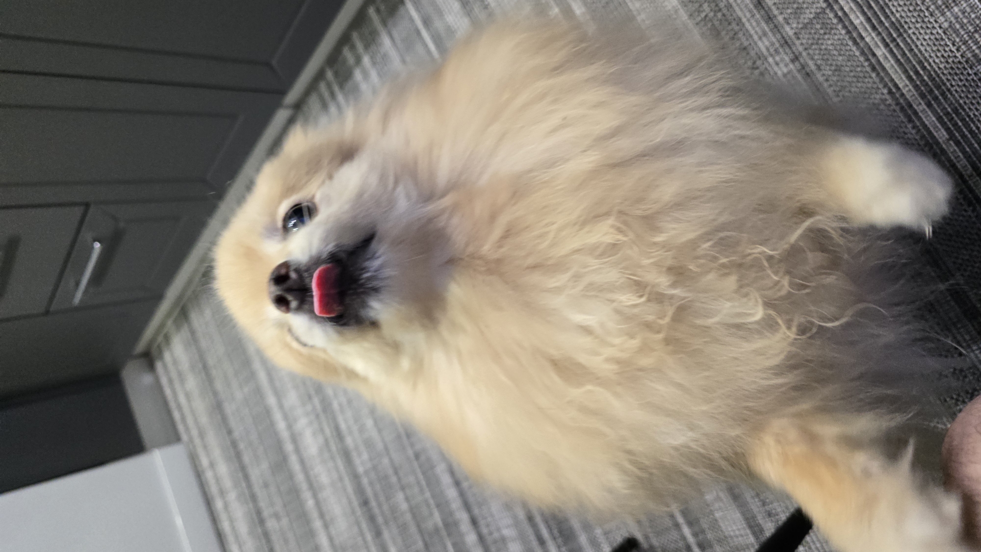A fluffy, light-brown Pomeranian dog with its tongue sticking out is captured in a close-up shot. The dog's head is tilted back, with its eyes looking upwards. It appears to be standing on its hind legs, with its front paws not clearly visible. The background shows a grey, striped carpet and dark grey cabinets, suggesting an indoor setting, possibly a kitchen or living area. The image is taken from a low angle, emphasizing the dog's perspective. The location in the city of Верхнеказымский, Russia is not identifiable from the visual information provided in the image.