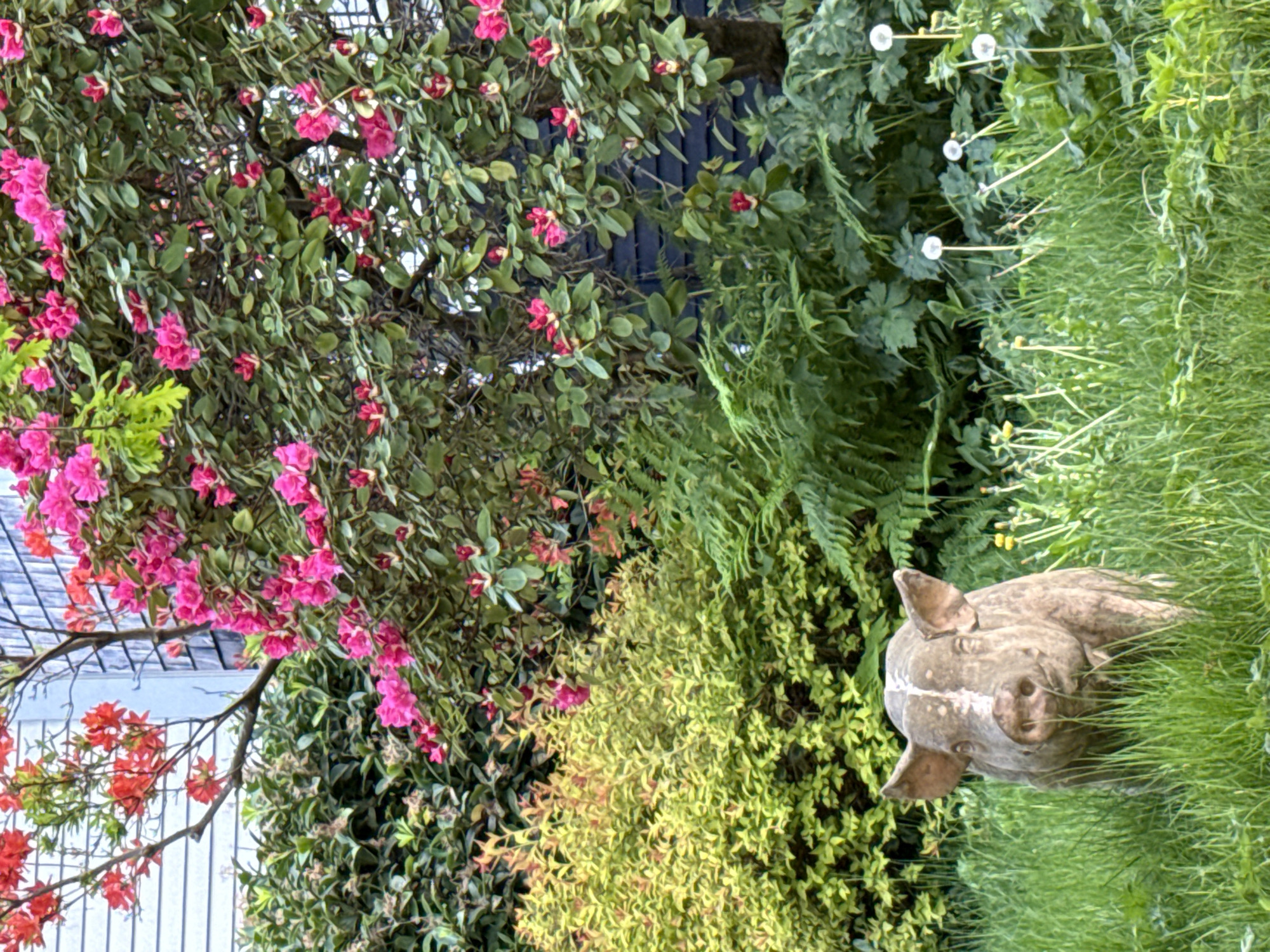 The image depicts a lush garden setting. On the left, there is a flowering bush with bright pink blossoms. Behind the bush, a building with white siding and a gray roof is partially visible. In the lower left corner, there are also a few orange flowers. To the right of the flowering bush, there is a variety of green vegetation, including ferns and other types of plants. In the lower right corner, a pig statue is positioned in the green grass. The environment is dense and overgrown, giving the impression of a well-established garden.
I cannot confirm the location of Vancouver, Canada, from visual cues in the provided image.