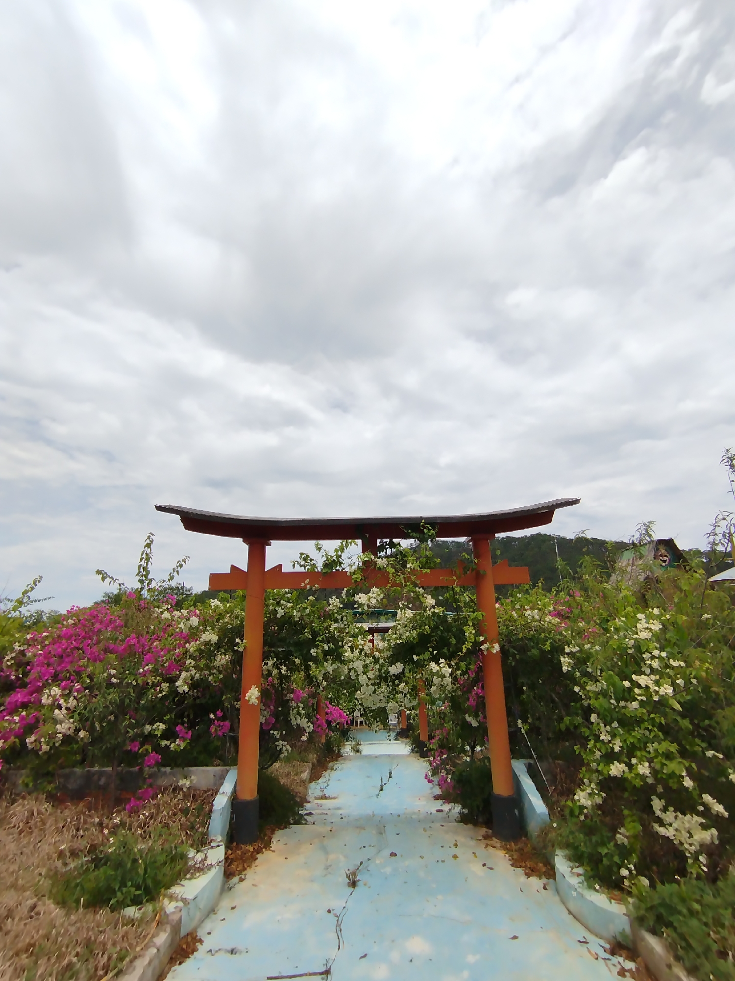 The image shows a Torii gate in Da Lat, Vietnam, surrounded by lush vegetation including pink and white bougainvillea bushes. A light blue pathway leads up to and through the gate. The pathway shows signs of aging with cracks and weathered paint. The gate itself is painted orange with a dark brown top beam. The sky is overcast with a dense layer of gray clouds. In the background, a small building and a distant hill are visible. No people are visible in the frame. The setting appears to be a park or garden.