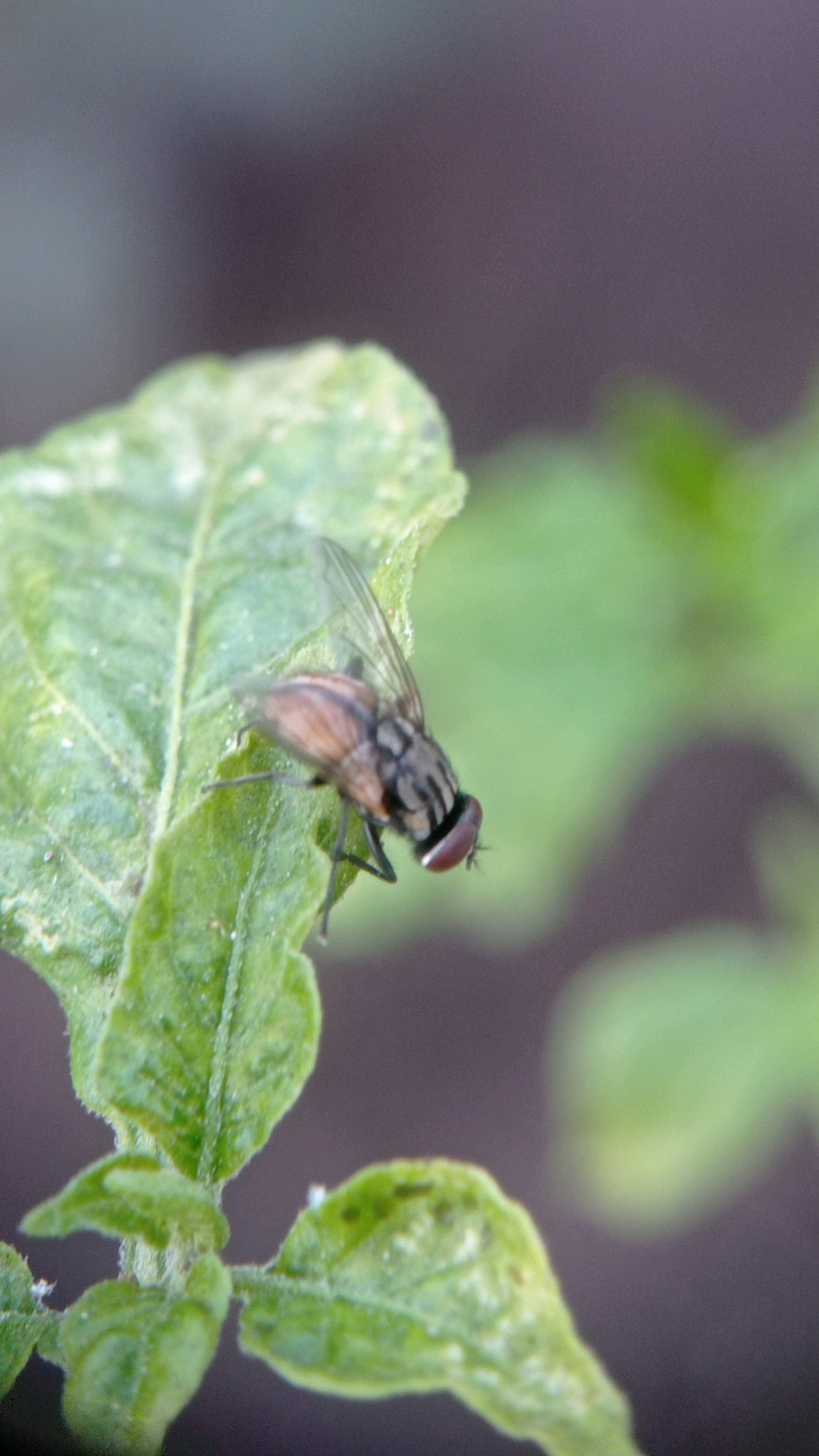 In Batu, Indonesia, a fly with dark grey and black stripes on its body and reddish eyes rests on a vibrant green leaf. The leaf has visible veins and appears slightly textured. The background is a soft blur of green and dark purple, suggesting an outdoor natural setting. The image is a close-up, focusing intently on the insect and its immediate surroundings.