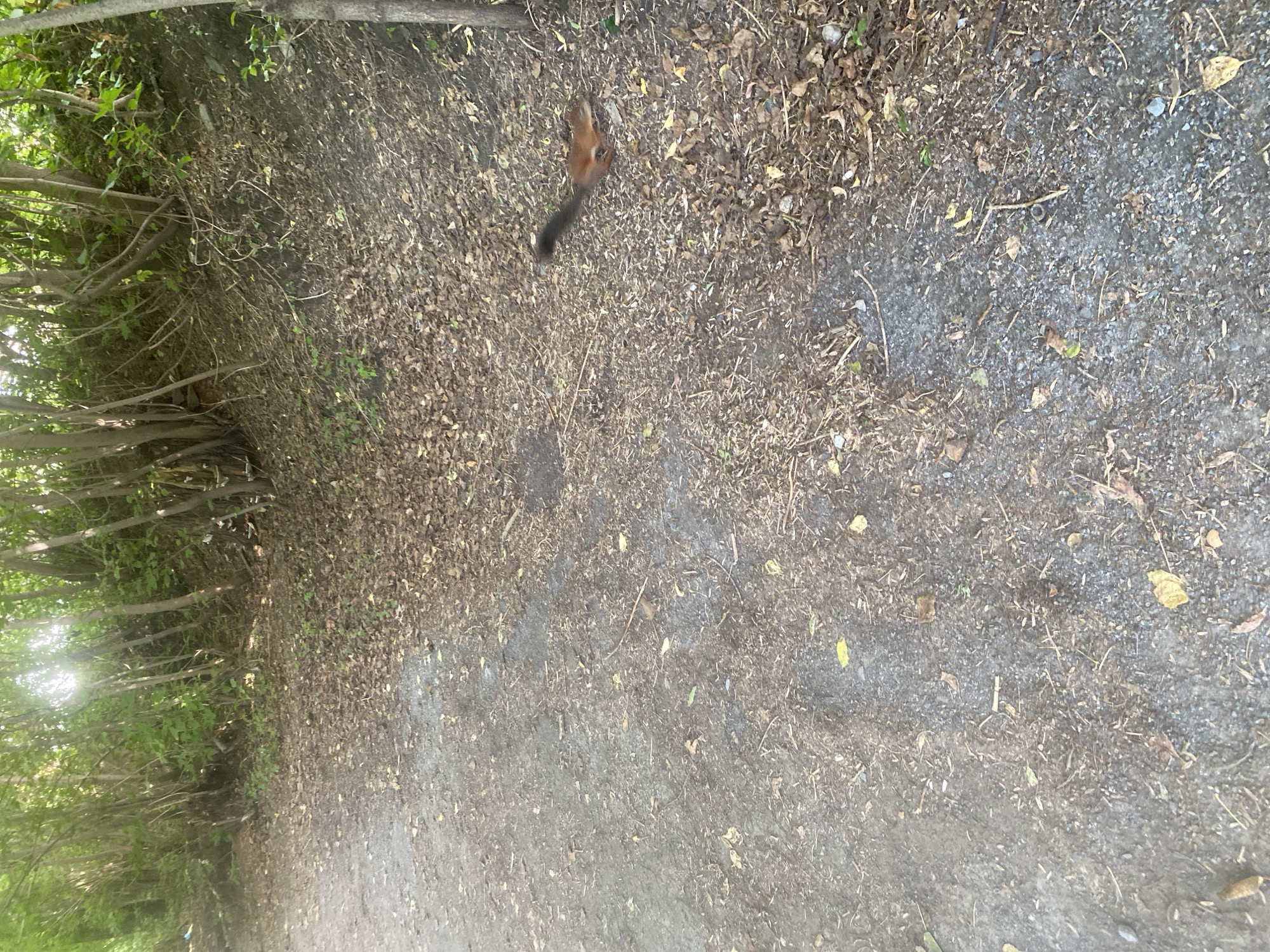 A red squirrel with a dark tail is captured in motion on a path covered with dry leaves and small pebbles. The path runs alongside a dense area of trees with green foliage. The sunlight filters through the trees, creating dappled light and shadows on the ground. The scene appears to be in a park or a wooded area within the city of Novosibirsk, Russia, characterized by natural elements and a rough, unpaved surface. There are no people visible in the image.