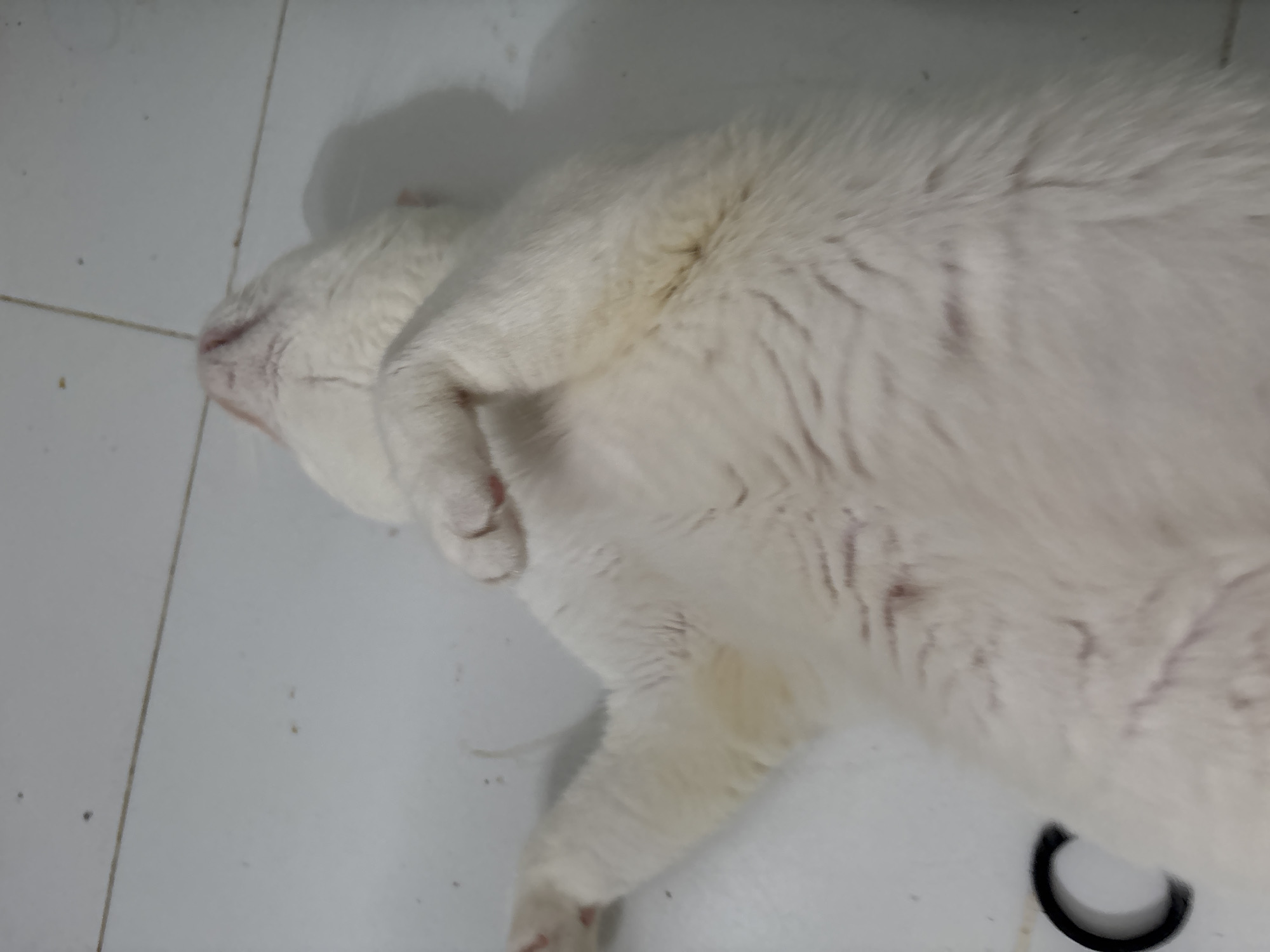A white cat lies on a tiled floor. The location appears to be indoors. The cat is curled up with its paws near its face. A black circular object is visible in the lower right corner. The image seems to be taken from an elevated angle. There is no definitive evidence to pinpoint the location within North Jakarta, Indonesia.