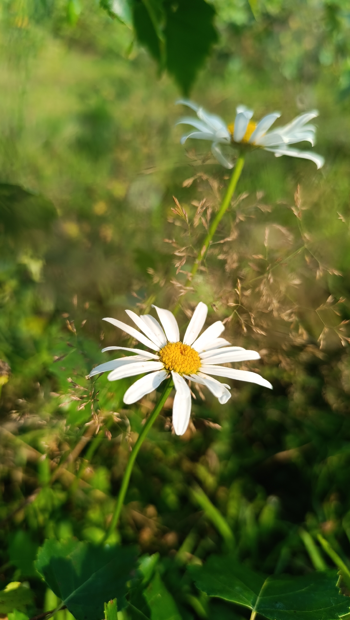 A close-up, eye-level shot features two white daisies in a garden. The daisy in the foreground is in sharp focus, with its white petals and yellow center clearly visible. Its stem is green and slender, curving upwards. The second daisy is further back and slightly out of focus, positioned to the right of the foreground flower. The background is a blur of greens and browns, suggesting lush foliage and dry grass. Sunlight filters through the leaves, creating soft highlights and shadows. The overall impression is one of natural beauty and tranquility. The image does not contain any people, and no specific urban location is evident.
