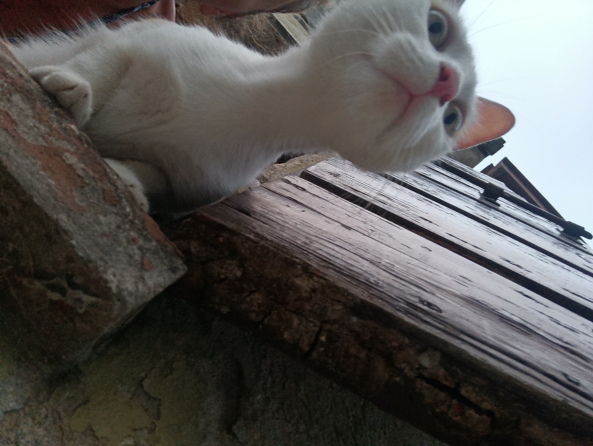 A low-angle, close-up shot captures a white cat positioned on a weathered wooden surface, possibly part of a rooftop or elevated structure. The cat's head and upper body are the primary focus, with its bright green eyes looking directly into the camera. Its pink nose and mouth are also visible. The cat's fur appears fluffy and white, with some areas appearing slightly blurred due to the close proximity and shallow depth of field.
The wooden planks are aged and appear rough, with visible grain and possibly some cracks. Behind the cat, the sky is overcast and a light grey color. The overall impression is of an informal snapshot taken outdoors, possibly in a residential area of Viadana, Italy, given the context. The composition suggests the photographer was looking up at the cat.