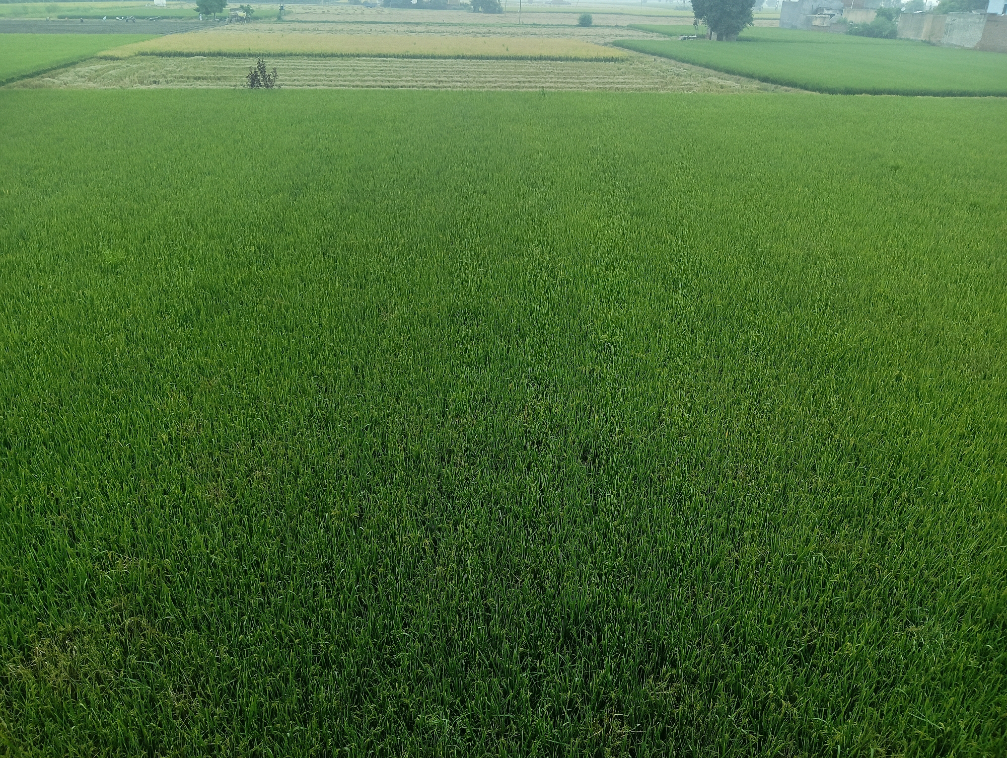 The image shows a vast, green rice paddy field under a hazy sky. In the background, there are sections of harvested fields, some with rows of stubble and others with yellowing crops. A few scattered trees and buildings are visible in the distance, suggesting a rural setting near the city of Balrangran, India. The foreground is dominated by the dense green growth of the rice plants. There are no people or animals clearly visible in the image. The overall impression is one of agricultural land stretching towards the horizon.