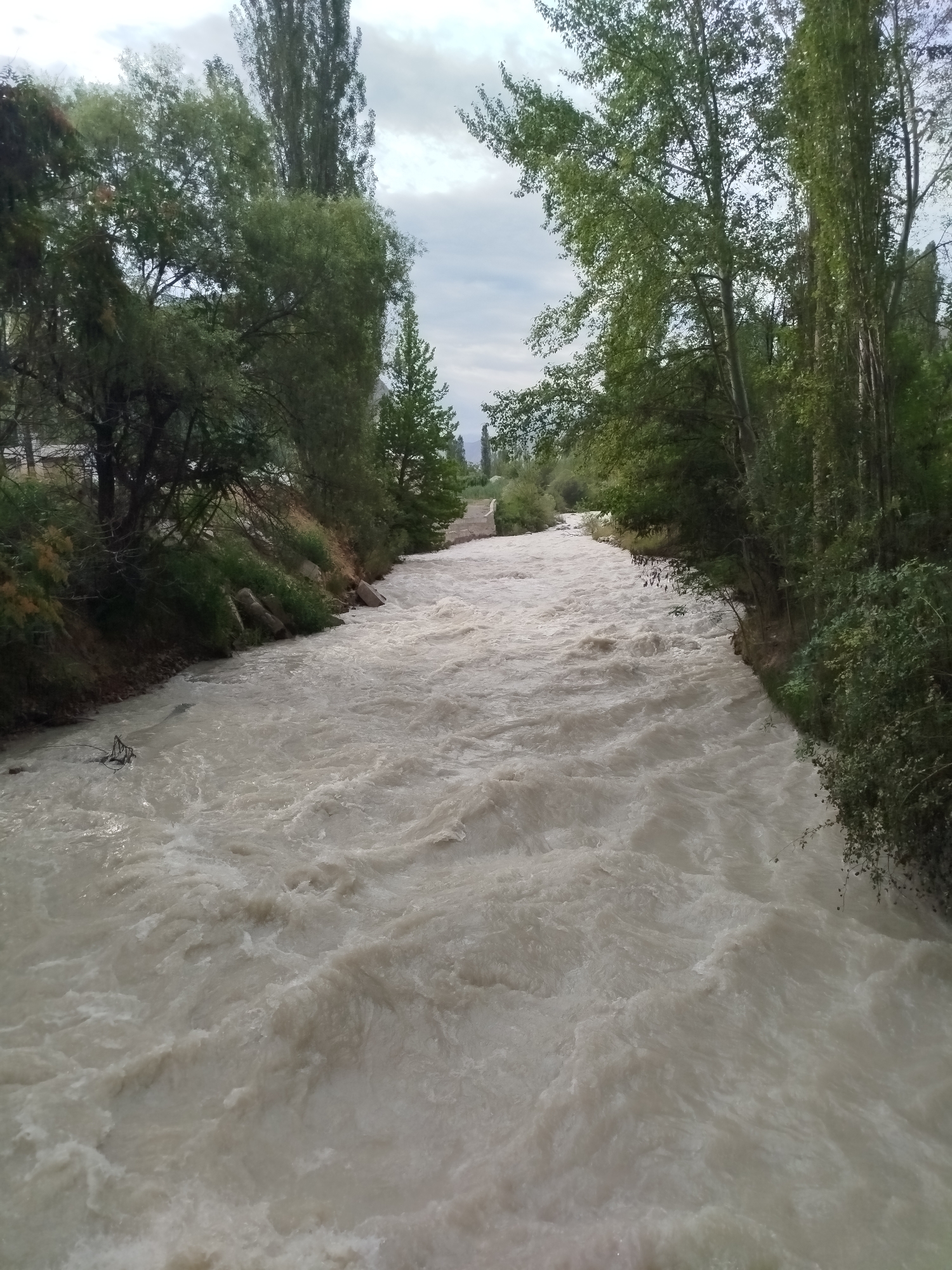 The image shows a wide, turbulent, muddy river flowing through a natural landscape. On both sides of the river, there are dense green trees and vegetation, with some rocks and soil visible on the banks. The sky above is overcast with clouds. The overall impression is one of a natural, somewhat wild environment, with the river being the dominant feature. The location is identified as a scene in the city of Кызыл-Булак, Kyrgyzstan. There are no people or animals visible in the image. The action depicted is the flow of the fast-moving river. The environment is riparian, characterized by the river and surrounding vegetation.