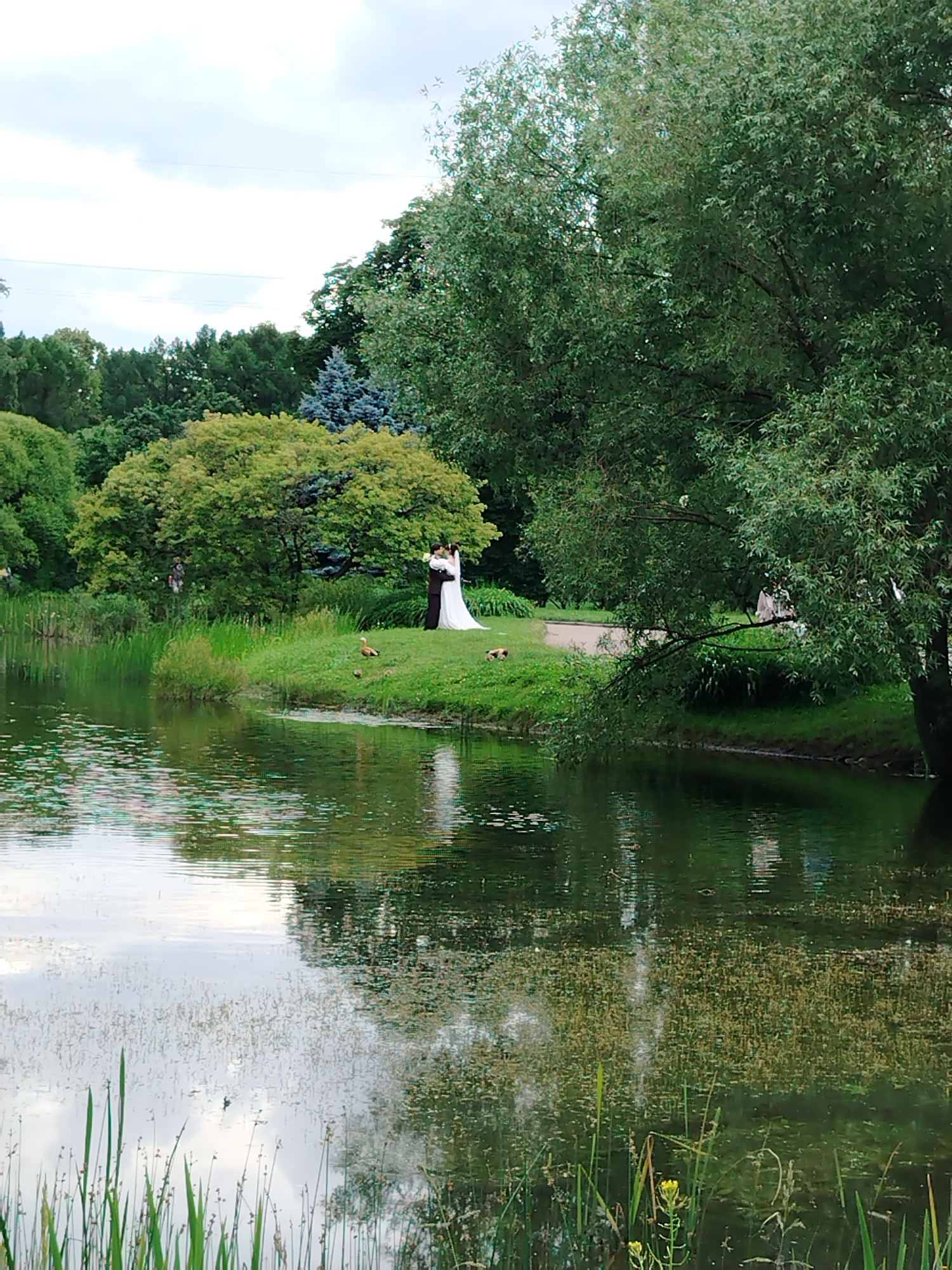 This is a photograph taken outdoors on a cloudy day, likely in the afternoon, at a park or garden with a body of water. The scene depicts a wedding celebration. In the middle ground, a bride and groom are embracing. The bride is wearing a white wedding dress, and the groom is in a dark suit. They are standing on a grassy area beside a tranquil lake or pond.
The surrounding environment is lush and green, with numerous trees, including a large, mature tree with overhanging branches in the foreground on the right. The water reflects the sky and the greenery, creating a serene atmosphere. There are a few birds on the grass near the couple. In the background, more trees and foliage create a dense natural backdrop. The overall mood is romantic and peaceful, capturing a special moment in a beautiful natural setting. There is no visible text in the image. The location is described as Moscow, Russia.