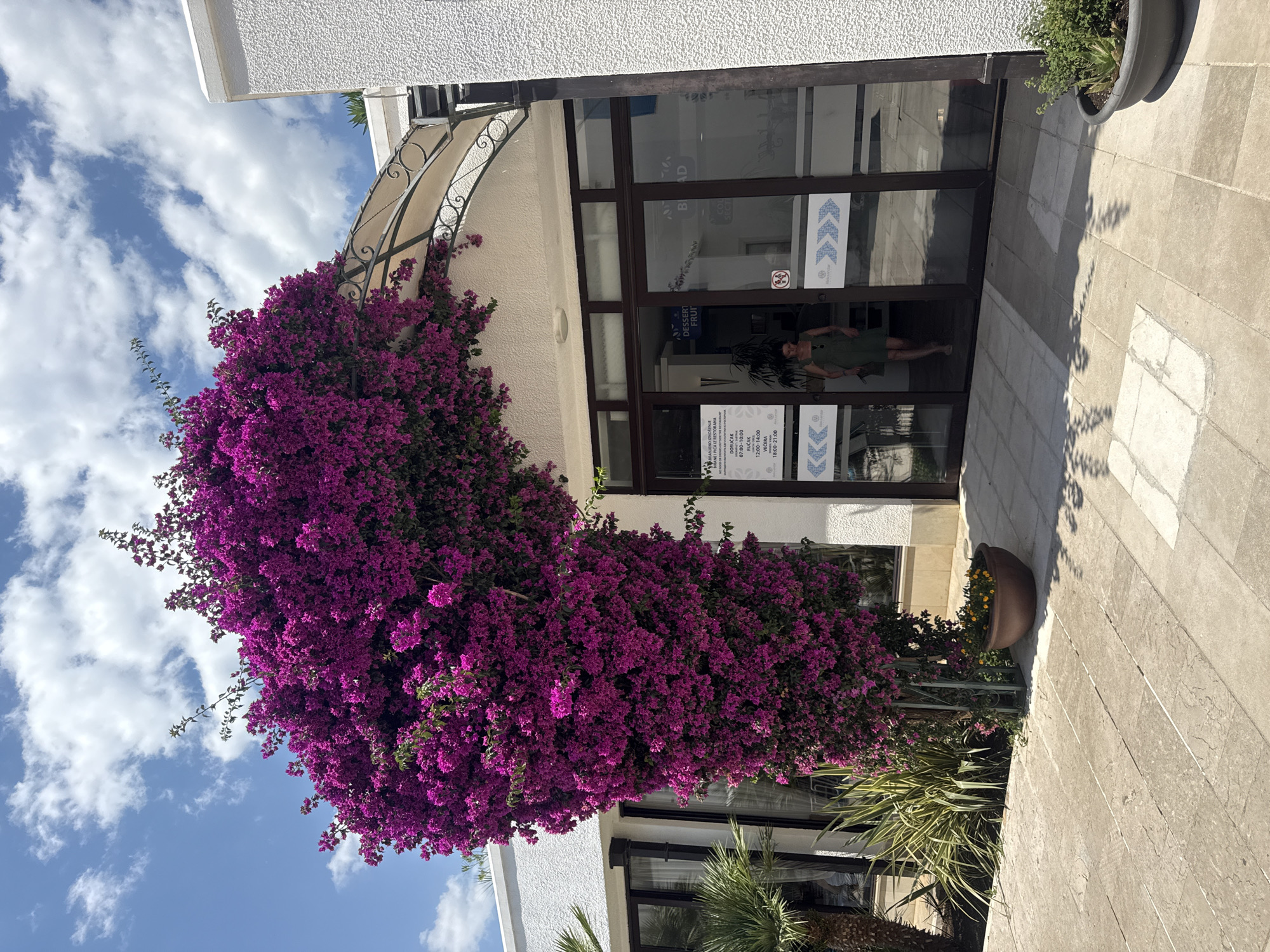 The image shows the exterior of a building with a large, vibrant bougainvillea plant cascading down its facade. The bougainvillea is covered in abundant purple flowers, creating a striking visual against the white textured wall of the building and the blue sky with scattered white clouds.
In front of the building are large glass doors, reflecting the surrounding environment. A woman wearing a green dress is visible standing inside, near the entrance. The doors have several signs with blue arrow graphics and text. One sign shows operating hours in what appears to be Croatian or a similar Slavic language, detailing breakfast, lunch, and dinner times. Another sign reads "DESSERT FRUIT" and "BAD".
The ground in front of the building is paved with light-colored stone tiles, with some visible shadows suggesting it is a sunny day, likely late morning or afternoon. A large brown planter with a green plant sits to the right of the entrance, and other greenery, including palm-like plants, are visible at the base of the building. The overall scene suggests a pleasant outdoor setting, possibly a restaurant or hotel entrance in a warm climate.