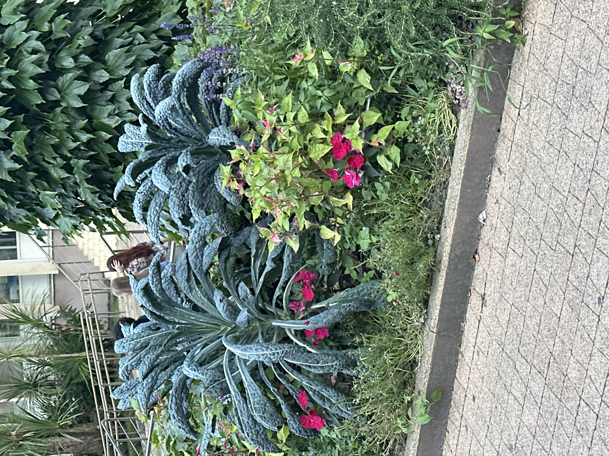 In the city of Sochi, Russia, a garden bed is located in front of a building with stairs and railings. The garden bed contains two large kale plants with dark, crinkled leaves. Interspersed among the kale are smaller plants with bright pink flowers and variegated green and pink leaves. A patch of purple salvia is visible to the right of the kale. The garden bed is bordered by a concrete curb, and a paved walkway is in the foreground. In the background, two women are walking up the stairs. One woman has long, dark hair, and the other has lighter hair. Other greenery, including palm trees, is visible behind the building.