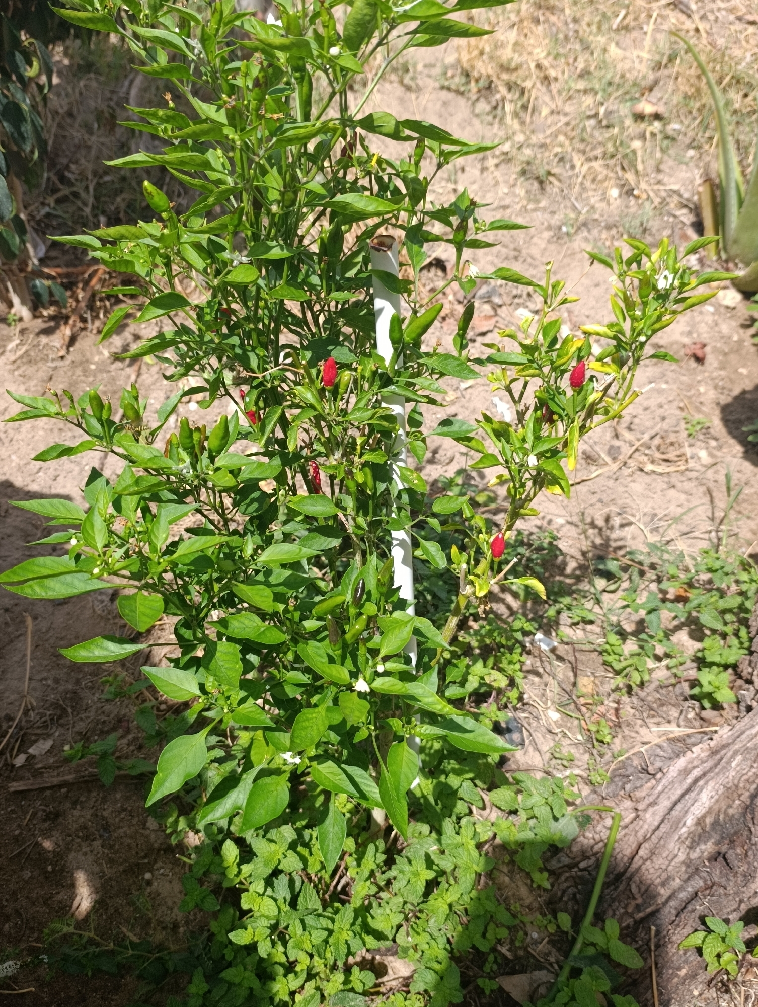A mature, bushy chili pepper plant, laden with small, slender peppers in various stages of ripeness, stands upright in a patch of dry soil. The peppers range in color from bright red to green, with some appearing to be dark purple. The plant has abundant green foliage and small white flowers. A white stake is inserted into the soil and supports part of the plant. The ground around the plant is covered in dry, sandy soil and scattered green weeds. In the background, dry grass and a large piece of weathered wood are visible. To the far right, a portion of an aloe vera plant can be seen. The scene suggests an outdoor environment, likely a garden or yard, bathed in bright sunlight, casting shadows on the ground. No people or animals are present in the image. The location is identified as Setúbal, Portugal.