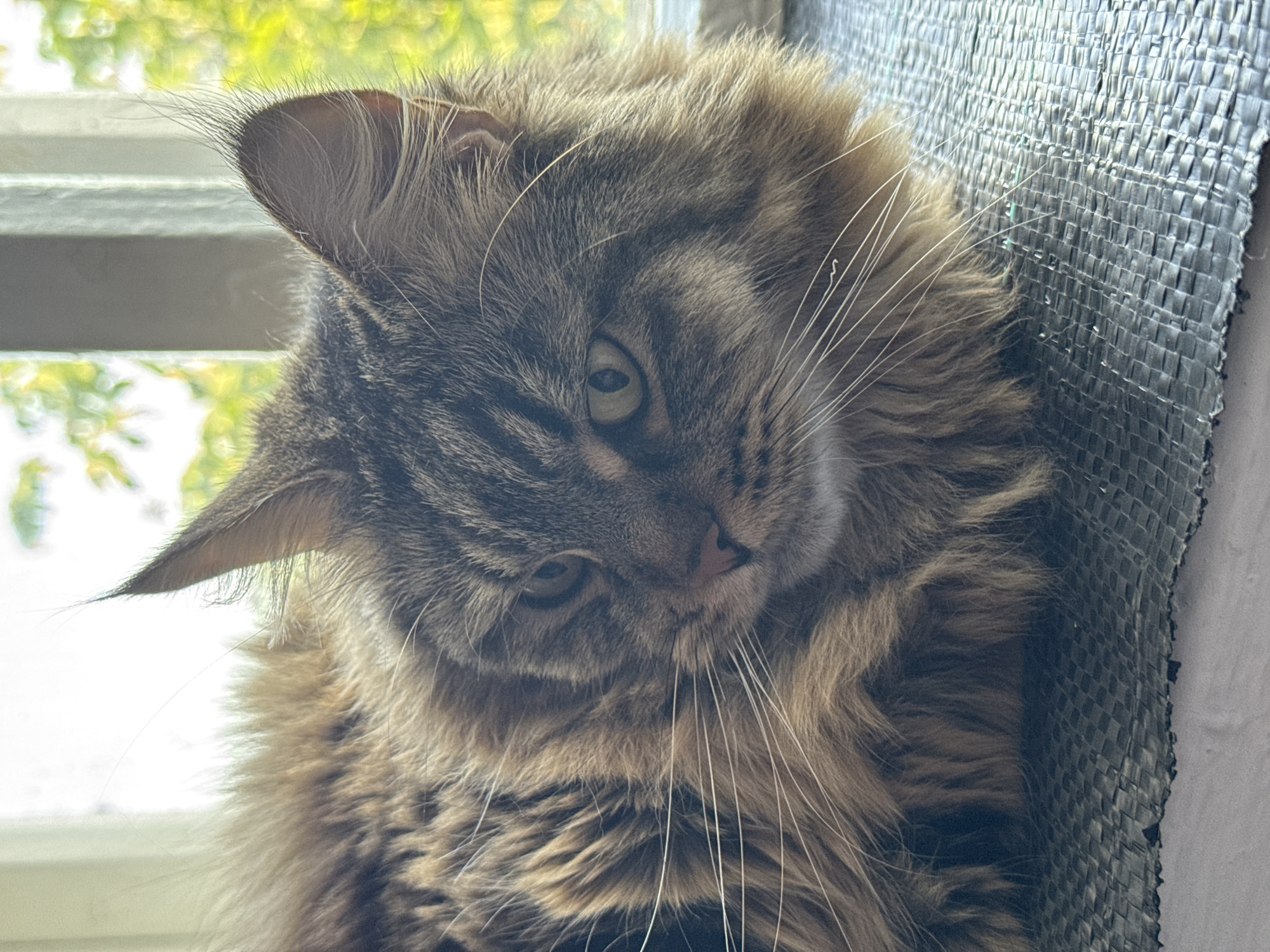 A close-up, head-and-shoulders shot shows a fluffy, long-haired tabby cat with brown and gray fur resting on a textured, dark gray surface. The cat's face is visible, with green eyes and long white whiskers extending outwards. The cat is looking slightly to the left. Behind the cat, a bright window with white trim is visible, with blurred green foliage and light in the background, suggesting an outdoor setting. The image was taken in the city of Aksay, Kazakhstan.