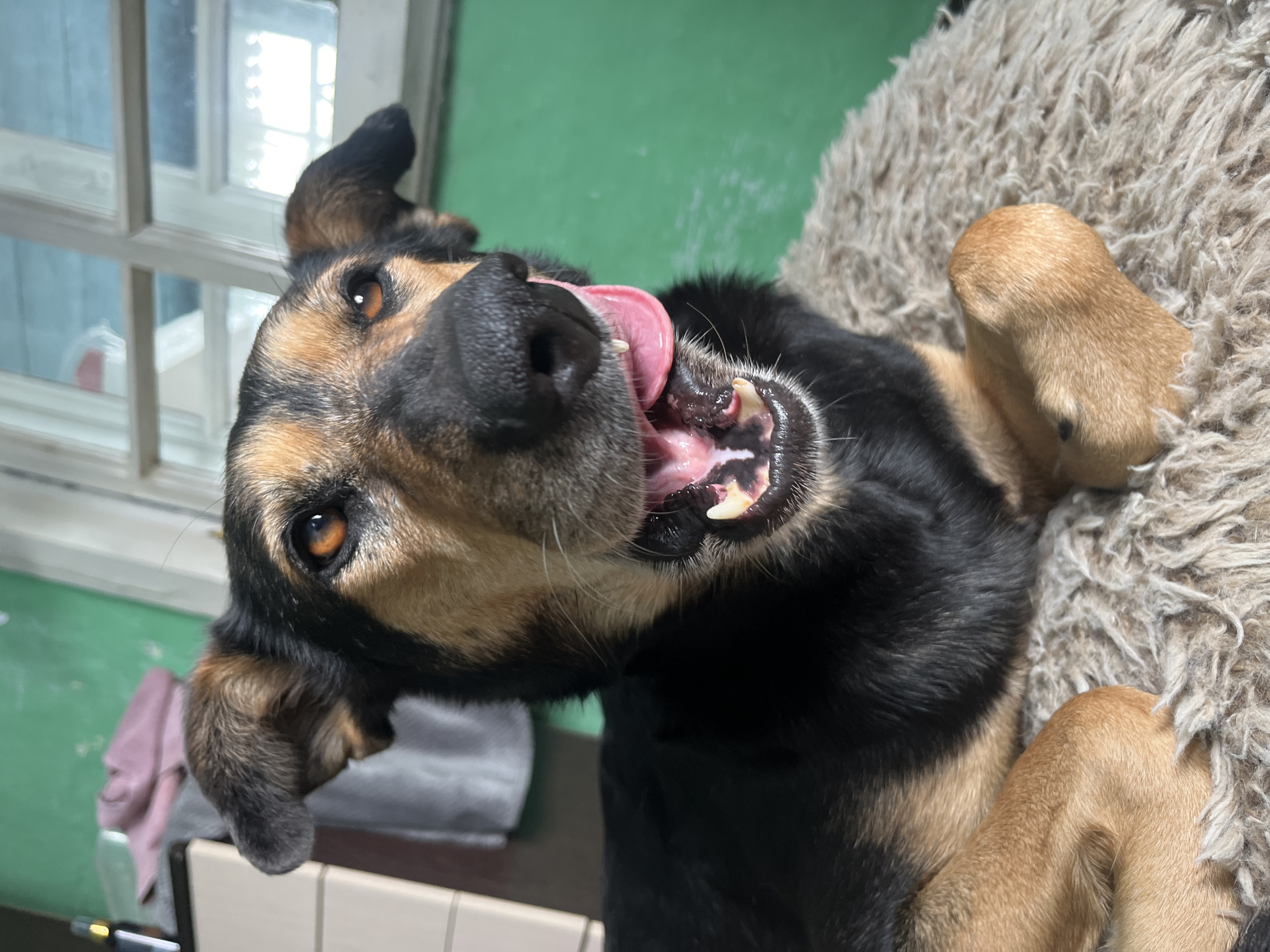 A medium shot photo captures a dog from the chest up. The dog has black and tan fur, with amber eyes and its mouth open, tongue lolling out. It is lying down on a textured, light-colored mat. The background is a green wall with a window that has panes of glass. To the left of the dog, a portion of a dresser with pink fabric draped over it is visible. The image is taken indoors. There is no discernible location within the city of Nizhny Tagil, Russia.