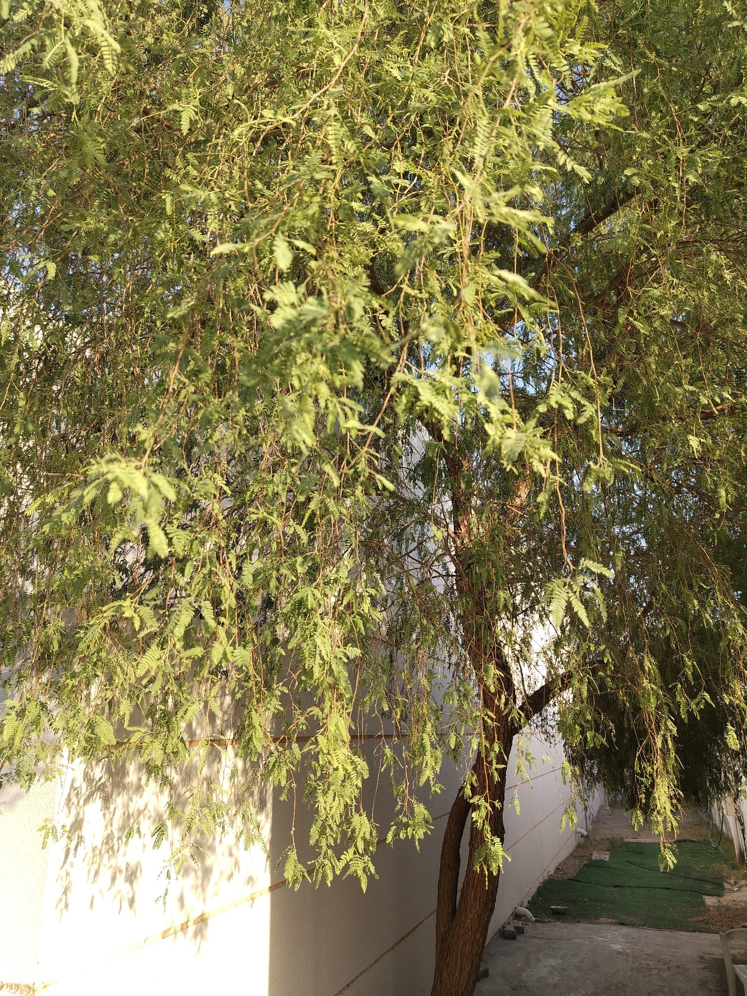 The image depicts a tree with fine, drooping leaves situated near a white wall. The scene is partially shaded, casting shadows of the leaves onto the wall. Patches of green ground cover are visible beyond the tree. The location is Al Mas'oudi, United Arab Emirates.