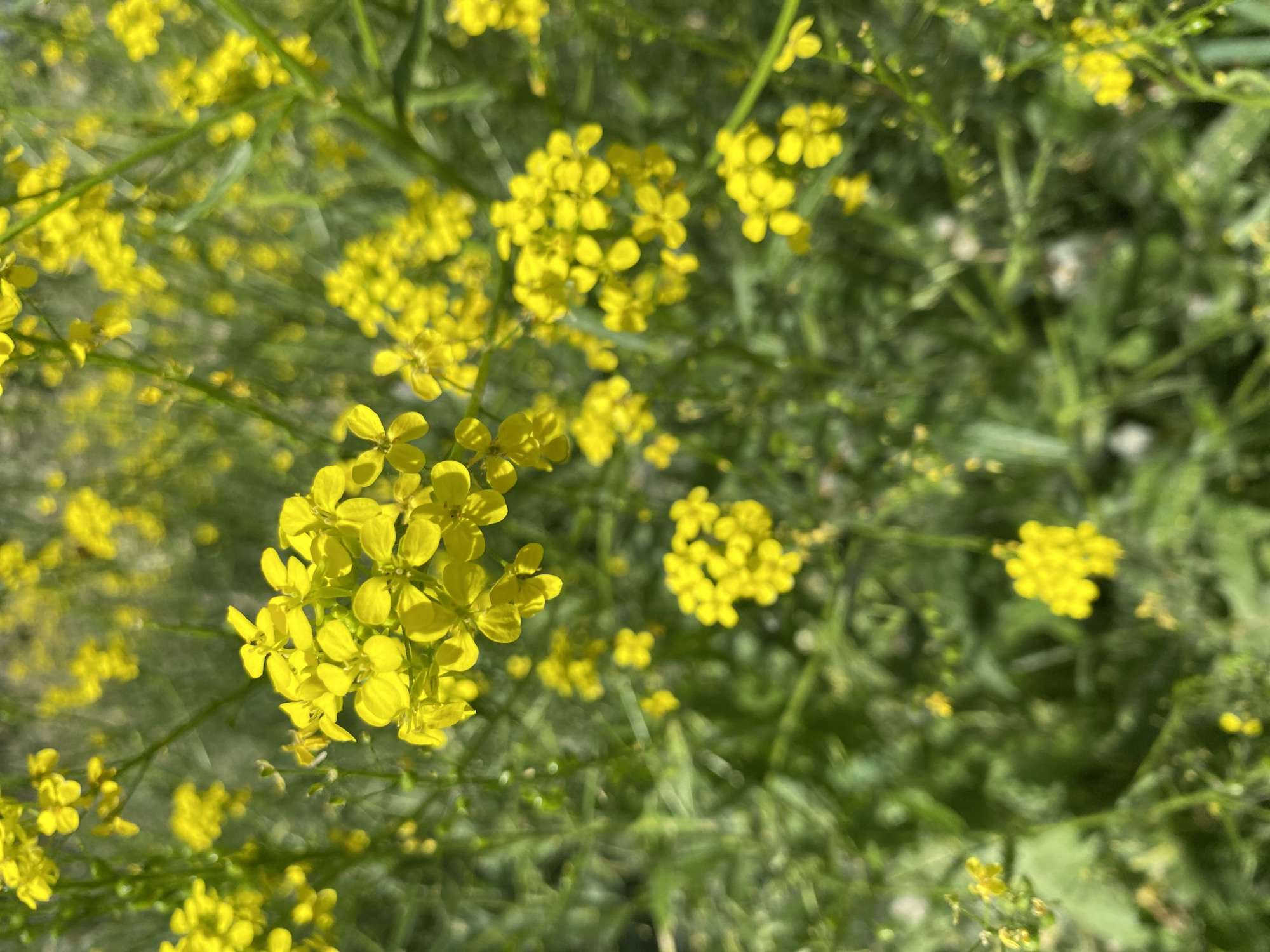 A close-up, high-angle shot captures a cluster of small, bright yellow flowers blooming amidst lush green foliage. The flowers are arranged in small, delicate clusters, each with four petals. The background is a soft blur of green, indicating a natural outdoor setting. The image is focused on the vibrant yellow blossoms, with the surrounding greenery providing a contrasting backdrop. There are no people or man-made objects visible in the frame. The setting appears to be a natural environment with abundant plant life.