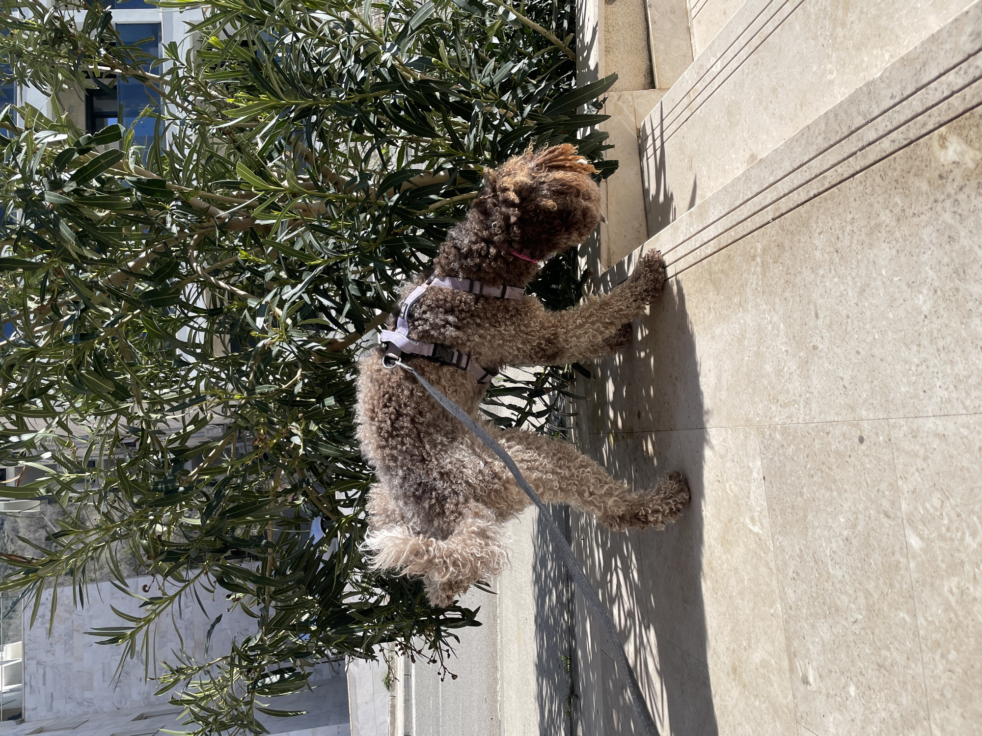 The scene is located in Boreti, Montenegro, under direct sunlight. A brown and light-brown curly-haired dog, consistent with a Poodle or Lagotto Romagnolo type, is positioned on light-colored stone steps. The dog wears a light grey harness with a matching leash attached. Its left rear leg is elevated, and its head is oriented downwards, sniffing the step surface. A thin pink band is visible near its throat. The steps are light-colored, featuring three parallel grooves per tread. Immediately behind the dog is a dense green oleander bush. The background reveals an asphalt street and sidewalk to the left, and multi-story white and grey buildings with blue-tinted windows or balcony railings beyond the foliage. Shadows are pronounced on the ground and steps. No human subjects are present.