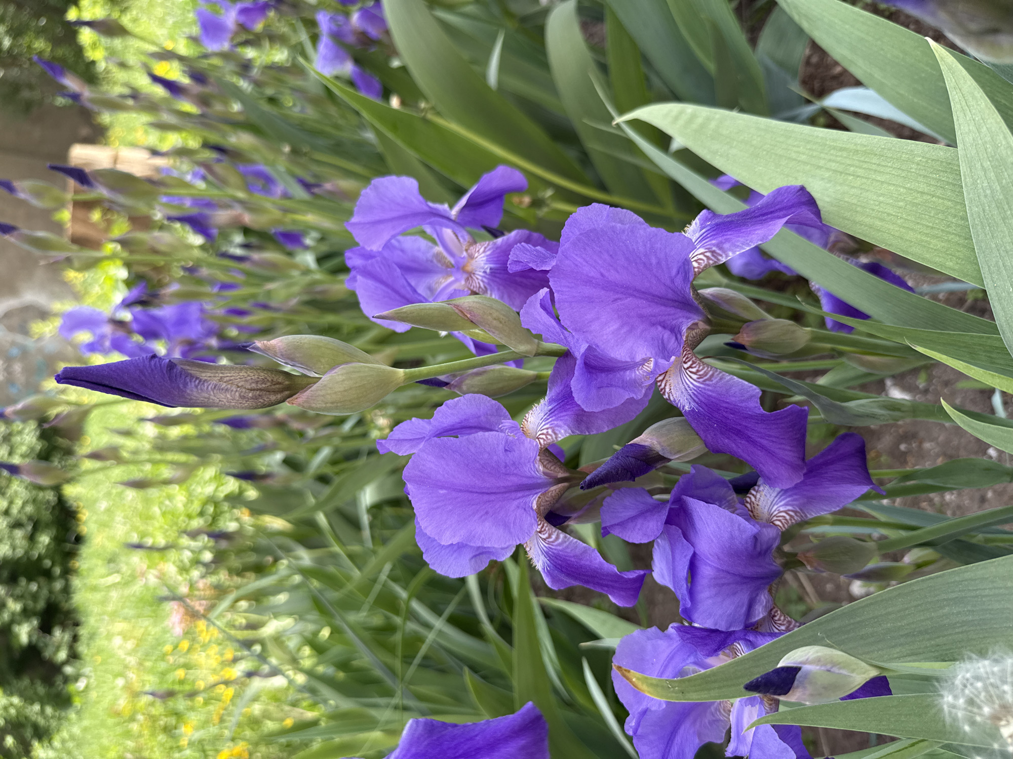 The image features a close-up view of several purple iris flowers in a garden setting. Some of the flowers are in full bloom, while others are still budding. The green leaves of the iris plants are visible in the background. The background suggests an outdoor setting with grass and other plants out of focus. There is no evidence to confirm the location is Votkinsk, Russia. There are no people visible in the image.