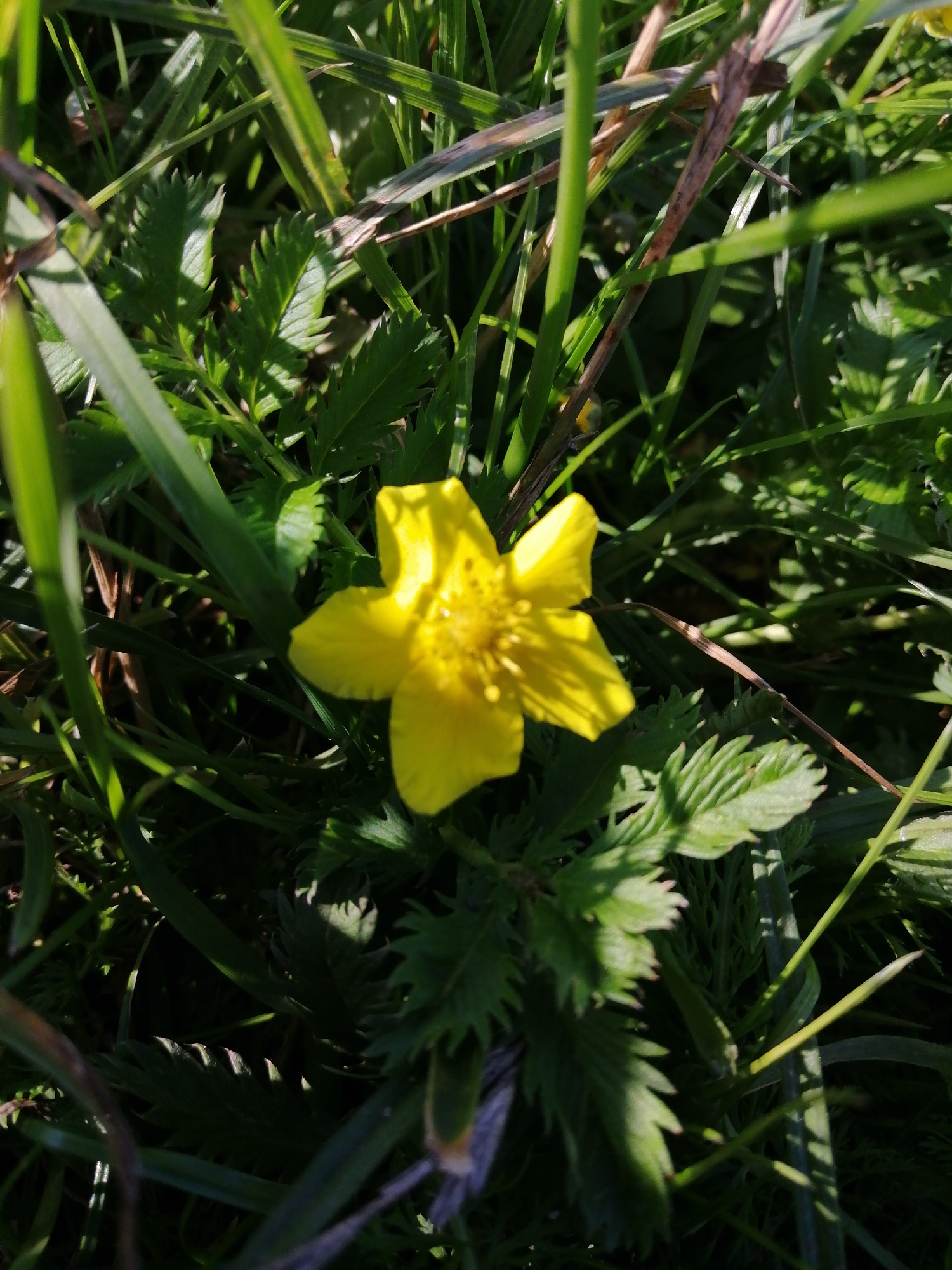 A single, yellow, five-petaled flower is in focus, centered in the image. It is surrounded by green grass and other foliage. The lighting suggests it is daytime, with sunlight casting shadows. The image was taken in Krasnoluka, Ukraine.