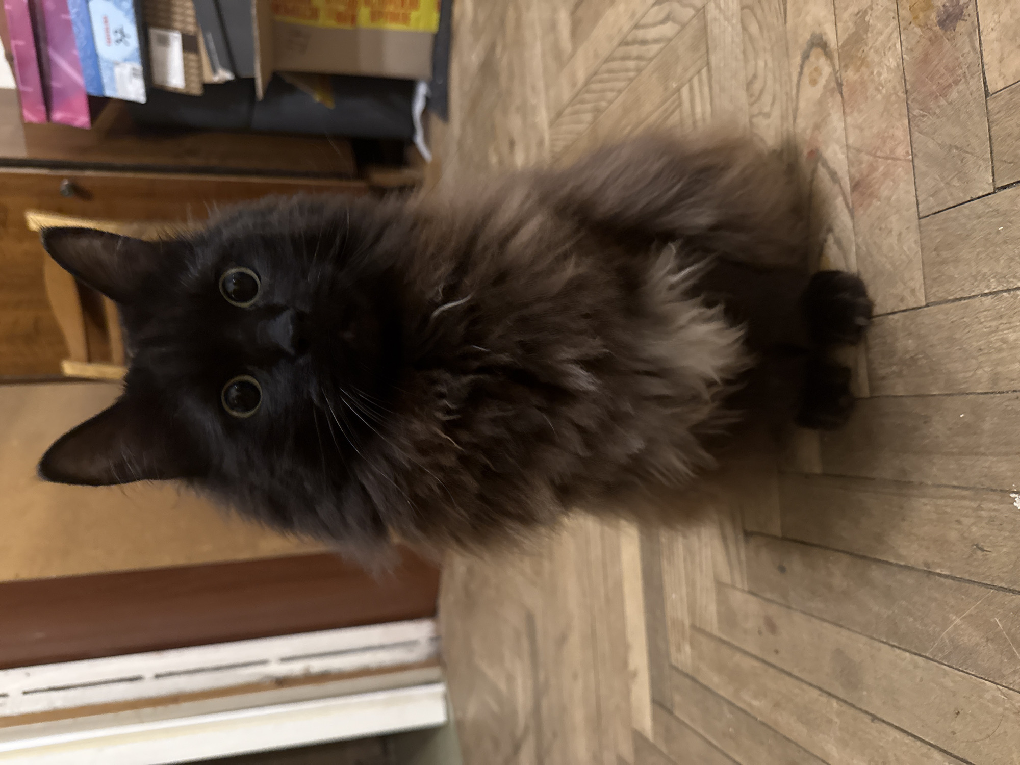 A fluffy, long-haired black cat is depicted sitting on a light brown wooden parquet floor, looking directly at the viewer. The cat has wide, round, dark eyes that reflect light, giving it an attentive or curious expression. Its thick fur, predominantly black, exhibits some lighter brown or grayish tones and individual white hairs, particularly around its neck and body. The cat's ears are perked, and its paws are tucked beneath its body.
In the background, behind the cat, a dark wooden furniture piece, possibly a dresser or cabinet with a visible drawer pull, is partially visible on the left. On top of this furniture, several items are stacked, including what appear to be books or boxes. One item has a blue cover with an indistinct white logo or text, and another has a yellow label with unreadable dark text. The wooden floor shows signs of age and minor discoloration in places.
The scene takes place indoors, likely in an apartment in Saint Petersburg, Russia, as suggested by the location context and the traditional parquet flooring. There are no other subjects, specific activities beyond the cat looking, or visible time-of-day cues.