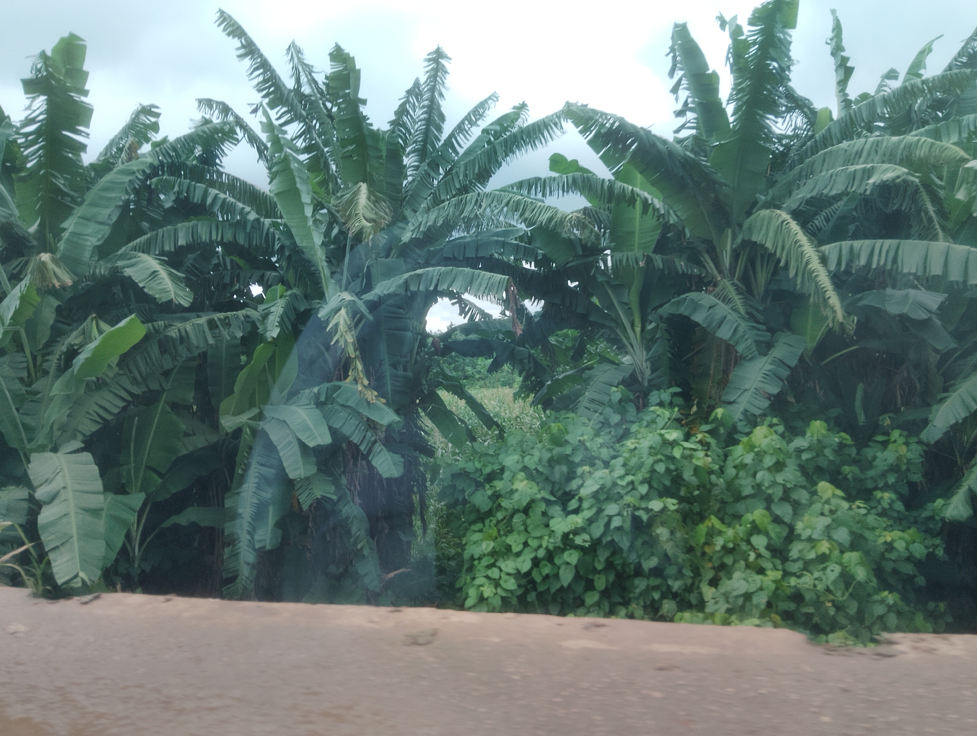 This image depicts a densely packed cluster of banana trees, their large, green leaves dominating the frame. The trees are situated in a natural setting, possibly a rural area or the outskirts of a city, characterized by lush vegetation. A dirt or unpaved road occupies the foreground, suggesting a pathway or a roadside. The sky above is overcast, with a muted, greyish hue. The scene appears to be in Iju, Nigeria, a location known for its agricultural landscape and tropical climate, which would support the presence of banana plantations. There are no people or animals visible in the image. The overall impression is one of natural abundance and a slightly humid atmosphere, typical of a tropical environment.