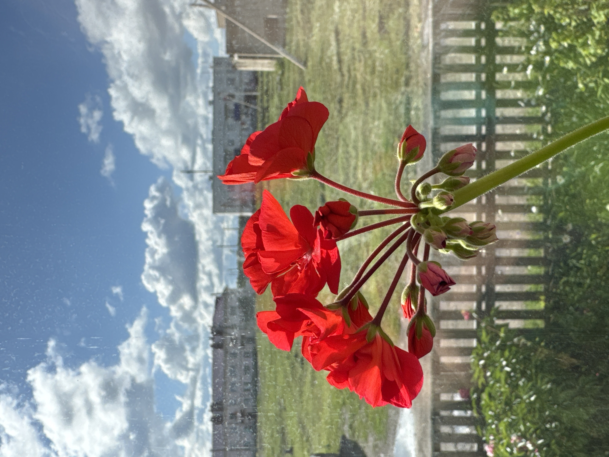 The image shows a close-up of red geranium flowers and buds, with a blurred background. The flowers are vibrant red, with delicate petals and a few unopened buds in various shades of pink and red. They are arranged on a thin, fuzzy green stem.
The background appears to be a reflection on a windowpane. To the left, a bright blue sky with fluffy white clouds is visible, along with the blurry outline of buildings. To the right, a wooden fence with horizontal slats and lush green foliage are reflected. The reflection suggests the image was taken indoors, looking out through a window.
The lighting indicates it is daytime, likely a sunny day, casting bright light on the flowers and creating highlights. The overall mood is serene and natural, focusing on the beauty of the flowers. There is no visible text in the image. The location context of Mursalimkino, Russia, suggests a potentially rural or suburban setting for the scene.