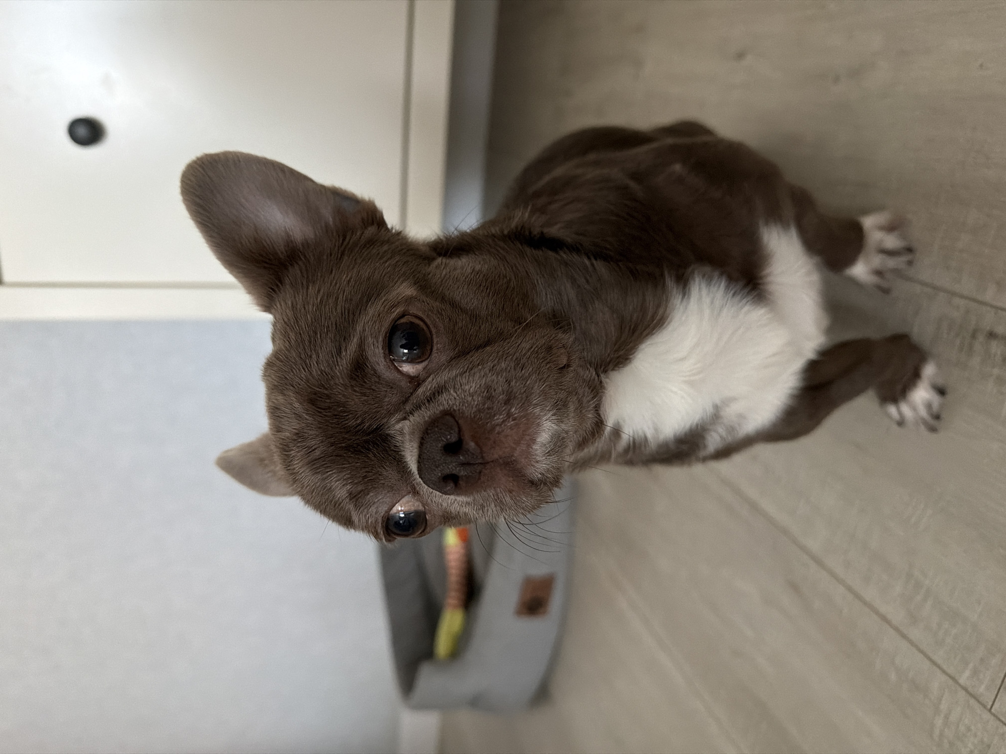 The image depicts an indoor scene in Votkinsk, Russia. A small, short-haired dog, identified as a Chihuahua, is positioned centrally on light-colored wooden or laminate flooring. The dog exhibits chocolate brown fur with a distinct white blaze on its chest and white markings on its paws. Its dark eyes are directed slightly left, while its body is oriented subtly right of the camera. The ears are upright, and the nose is dark. In the background, to the left, a gray oval dog bed containing a yellow and orange object is visible. To the right, a white piece of furniture, possibly a cabinet or wardrobe, with a dark circular handle, is partially visible. The room is uniformly and brightly lit.
