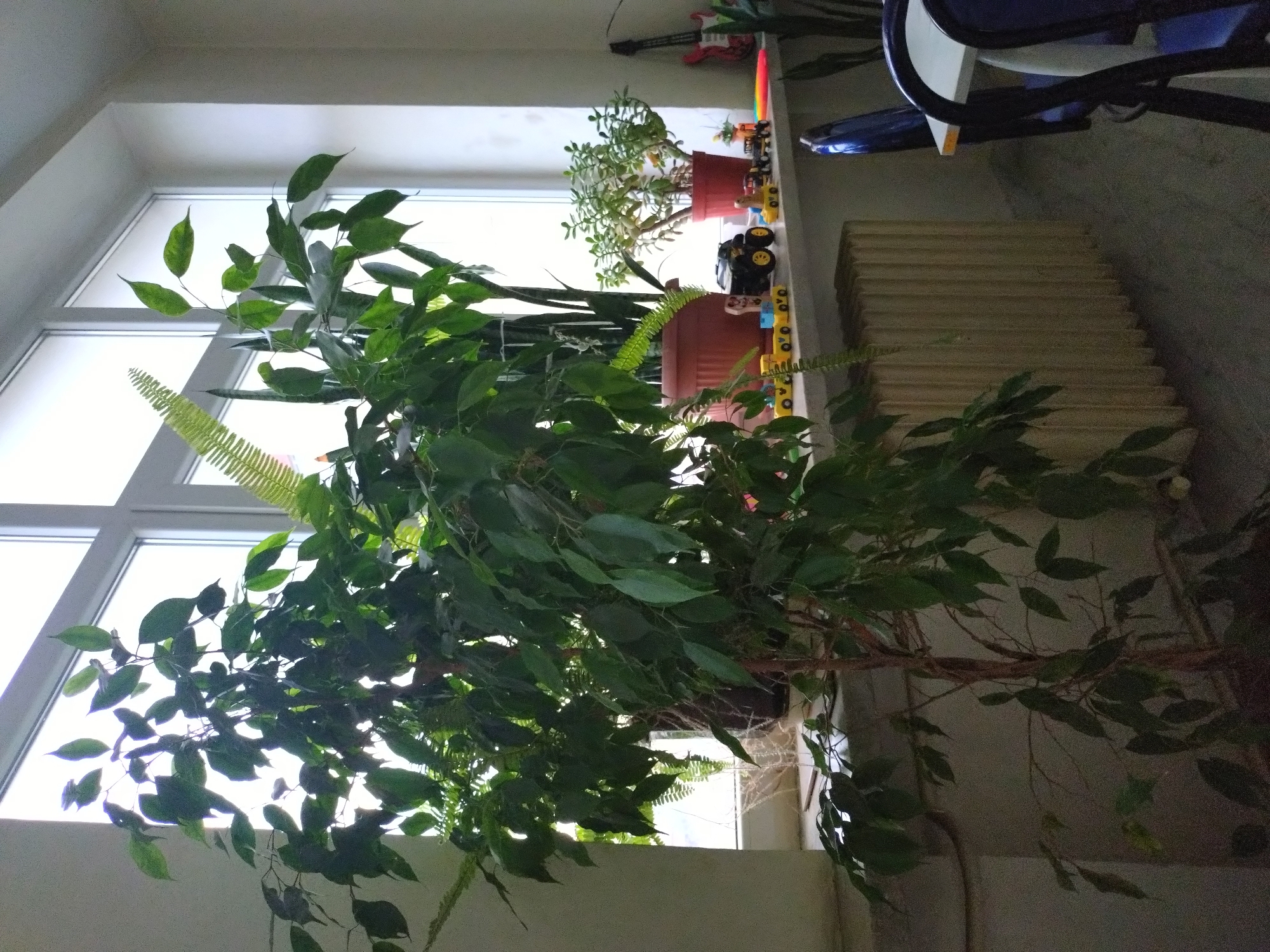 The image depicts a room interior in Stara Zagora, Bulgaria. A large potted Ficus tree dominates the foreground, obscuring much of the window behind it. The window is divided into multiple panes and provides natural light. On the window ledge, there are other potted plants, including a jade plant. Various toys, including toy cars, are arranged alongside the plants. To the right of the plants and toys, a beige radiator is visible. A portion of a child's highchair is present in the upper right corner. The overall lighting is diffused, with the window providing the primary light source. The scene appears to be a section of a domestic living space.