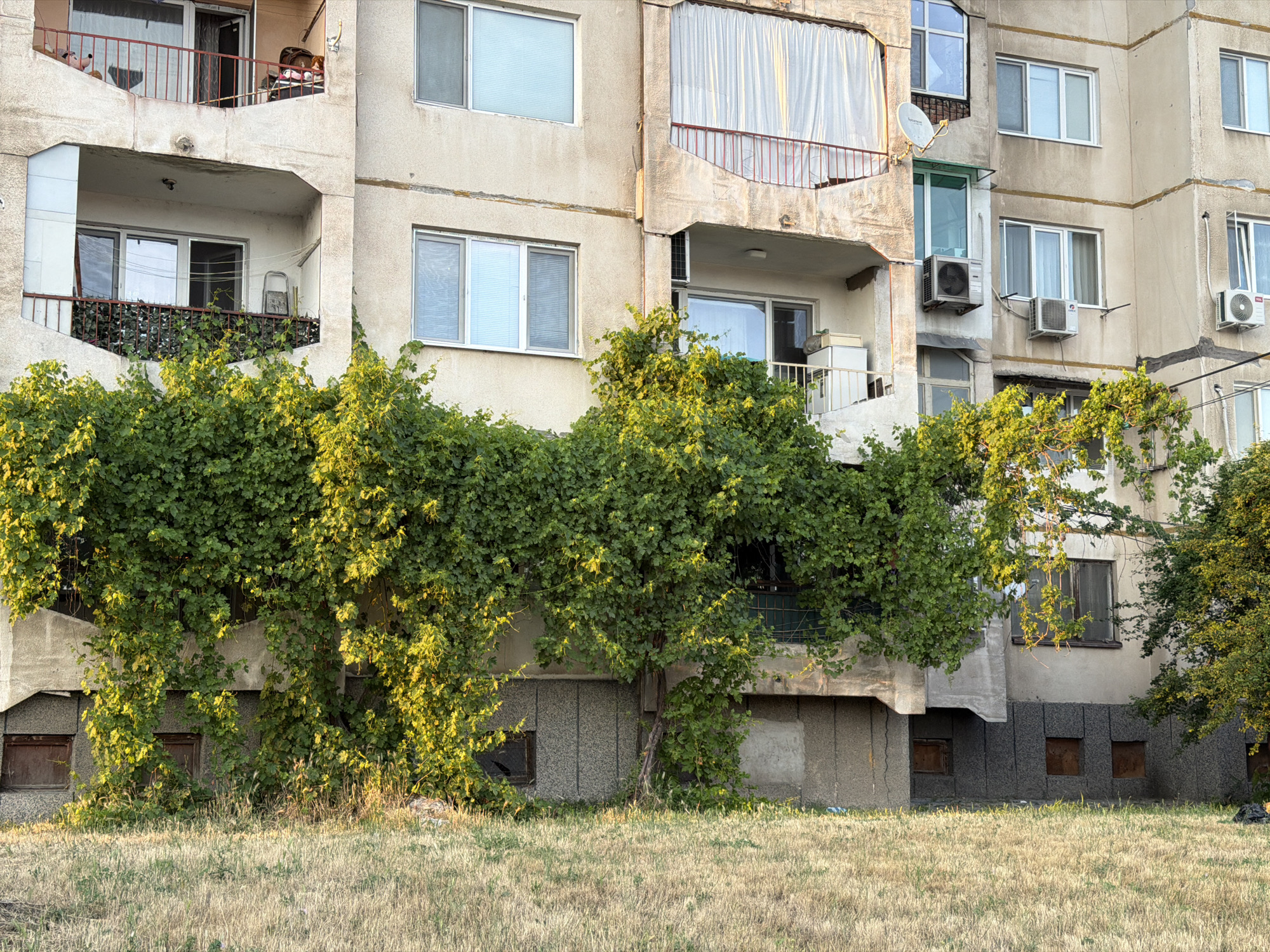This is a full, eye-level, exterior shot of a dilapidated, multi-story apartment building with a prominent vine growth covering the lower half of the facade and spilling onto the ground in front. The building's exterior is constructed of weathered concrete and appears to be in a state of disrepair, with visible cracks and water stains.
The ground level features several small, dark, square windows, many of which are boarded up with brown material. Above these windows, a thick, lush green vine, heavily illuminated by golden sunlight, completely obscures much of the lower levels of the building, including balconies and windows. The vine's dense foliage creates a stark contrast with the muted tones of the concrete structure.
The upper floors of the building reveal multiple windows and balconies. Some windows are standard, while others are covered with blinds or curtains. Balconies feature red metal railings, and some contain miscellaneous items such as chairs, a satellite dish, and air conditioning units. One balcony has white curtains hanging from the opening. The architecture suggests a post-Soviet era construction style, common in many Eastern European cities.
In front of the building, a dry, overgrown field of tall, golden-brown grass stretches towards the viewer. The sunlight casts long shadows and highlights the texture of the dry grass. The overall impression is one of urban decay and the encroachment of nature on man-made structures. The scene is devoid of human presence or any clear indication of recent activity. The building is situated in Pazardzhik, Bulgaria.