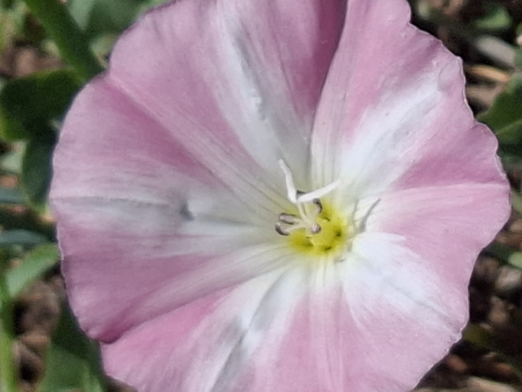 The image shows a close-up view of a pink and white flower, possibly a morning glory, with a yellow center. The flower petals are delicate and slightly translucent, with prominent veins. The background is blurred, showing green foliage and some brown organic material, suggesting an outdoor natural setting. The lighting appears to be natural daylight, casting soft shadows. No specific landmarks of Almaty, Kazakhstan are visible.