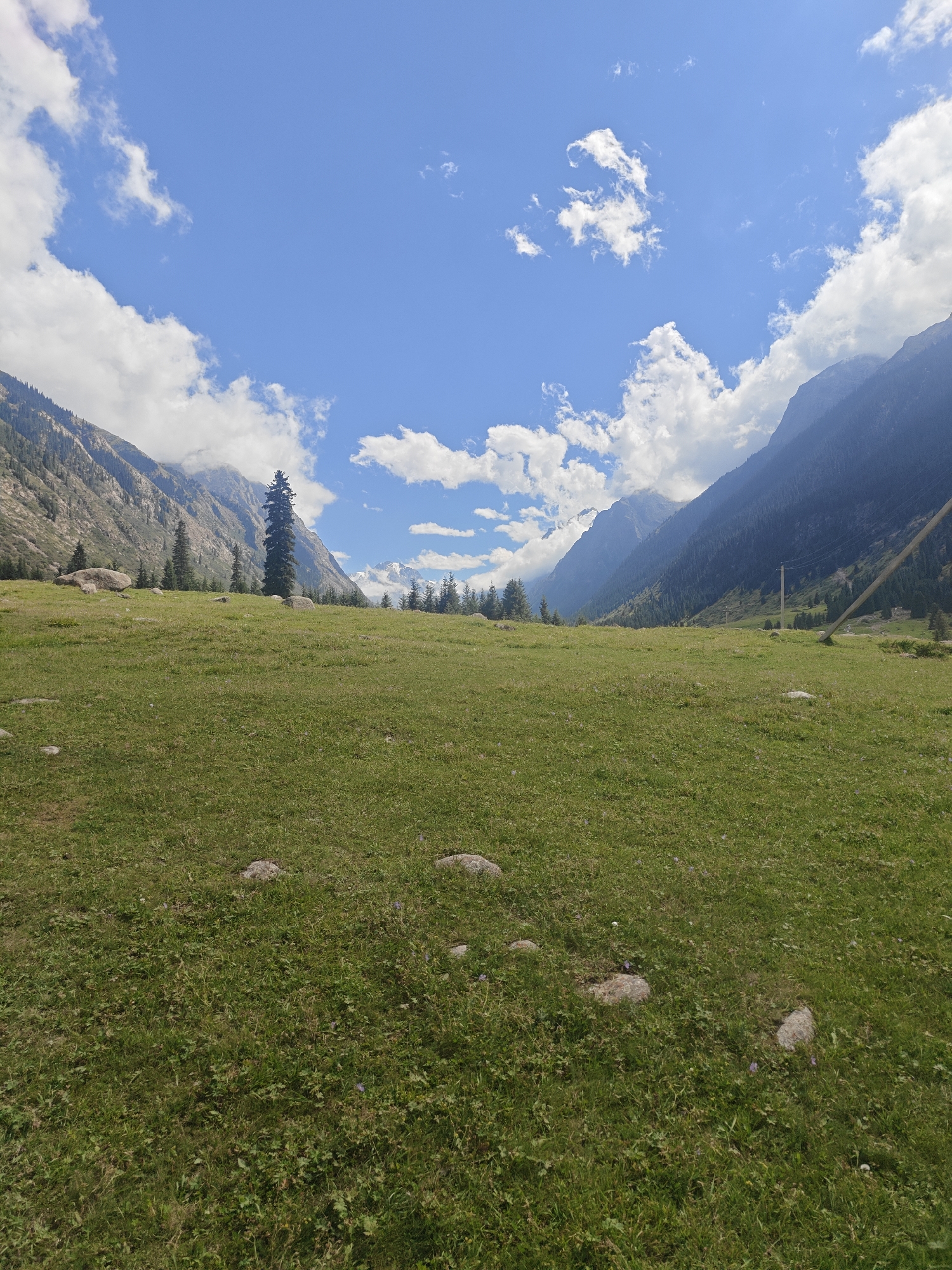 The image depicts a wide, undulating meadow covered in green grass, dotted with scattered stones and small wildflowers. In the background, the meadow gives way to a steep, forested mountainside that rises dramatically towards a clear blue sky adorned with fluffy white clouds. Several tall, dark green evergreen trees stand prominently in the mid-ground, with one particularly tall, solitary tree located on a slight rise. Beyond the immediate mountain range, distant, snow-capped peaks are visible, suggesting a high-altitude environment. A wooden utility pole with visible wires is present on the right side of the frame, hinting at human presence or infrastructure in the area. The scene is likely located in the Barskoon Gorge, a picturesque area in Kyrgyzstan known for its stunning natural landscapes, often featuring similar alpine meadows and imposing mountain scenery.